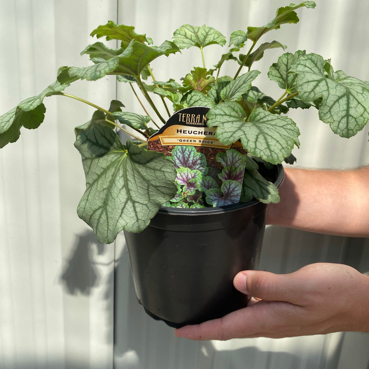 Heuchera &#39;Green Spice&#39; 2L
