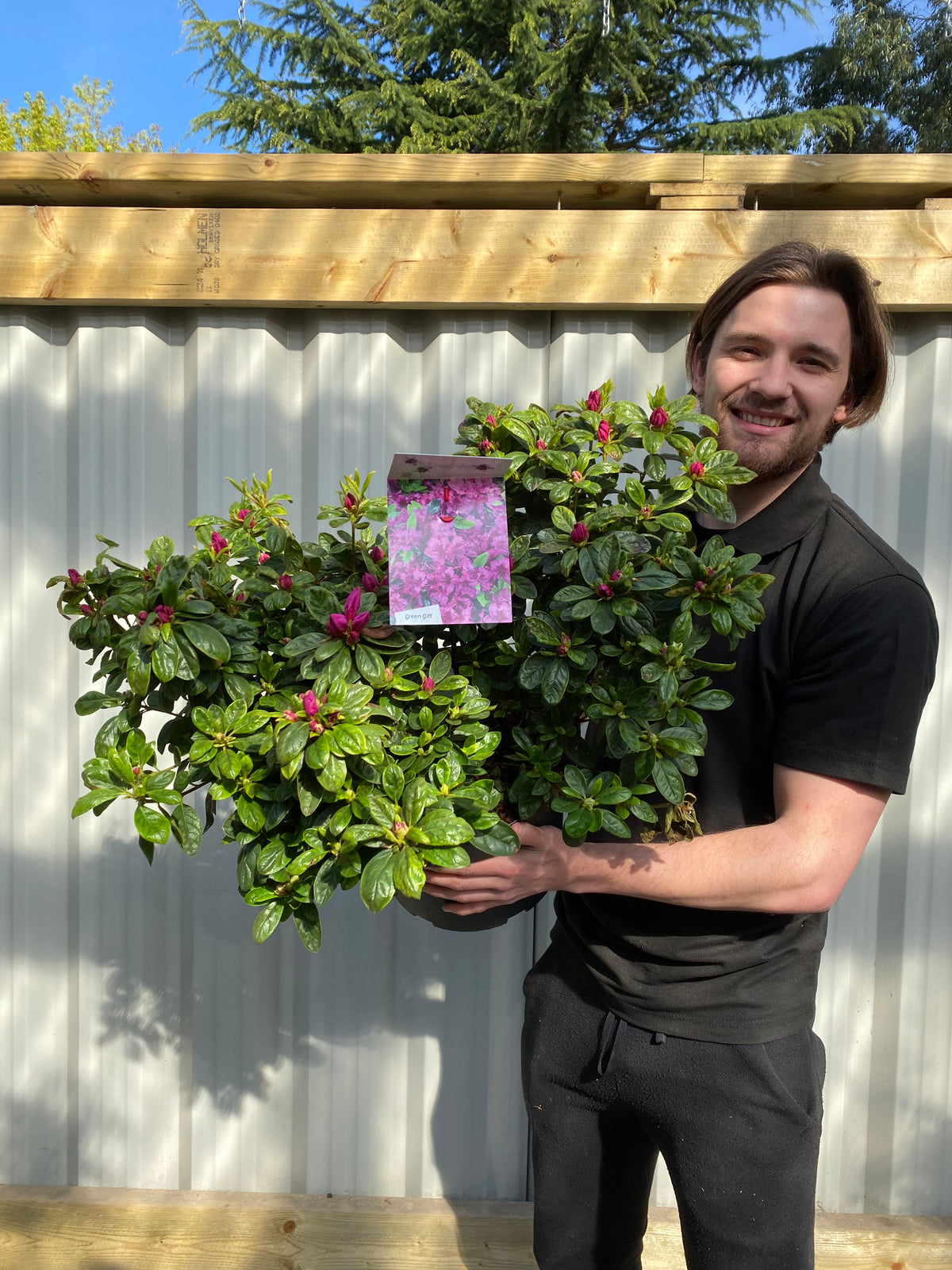 Azalea &#39;Koningstein&#39; 10L