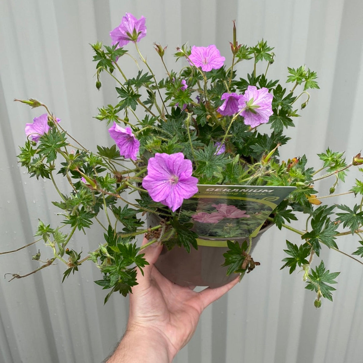 A hand holds a Geranium &#39;Blushing Turtle&#39; 2L with vivid purple blooms and jagged green leaves before a corrugated light gray backdrop. This perennial, labeled GERANIUM, is pollinator-friendly.