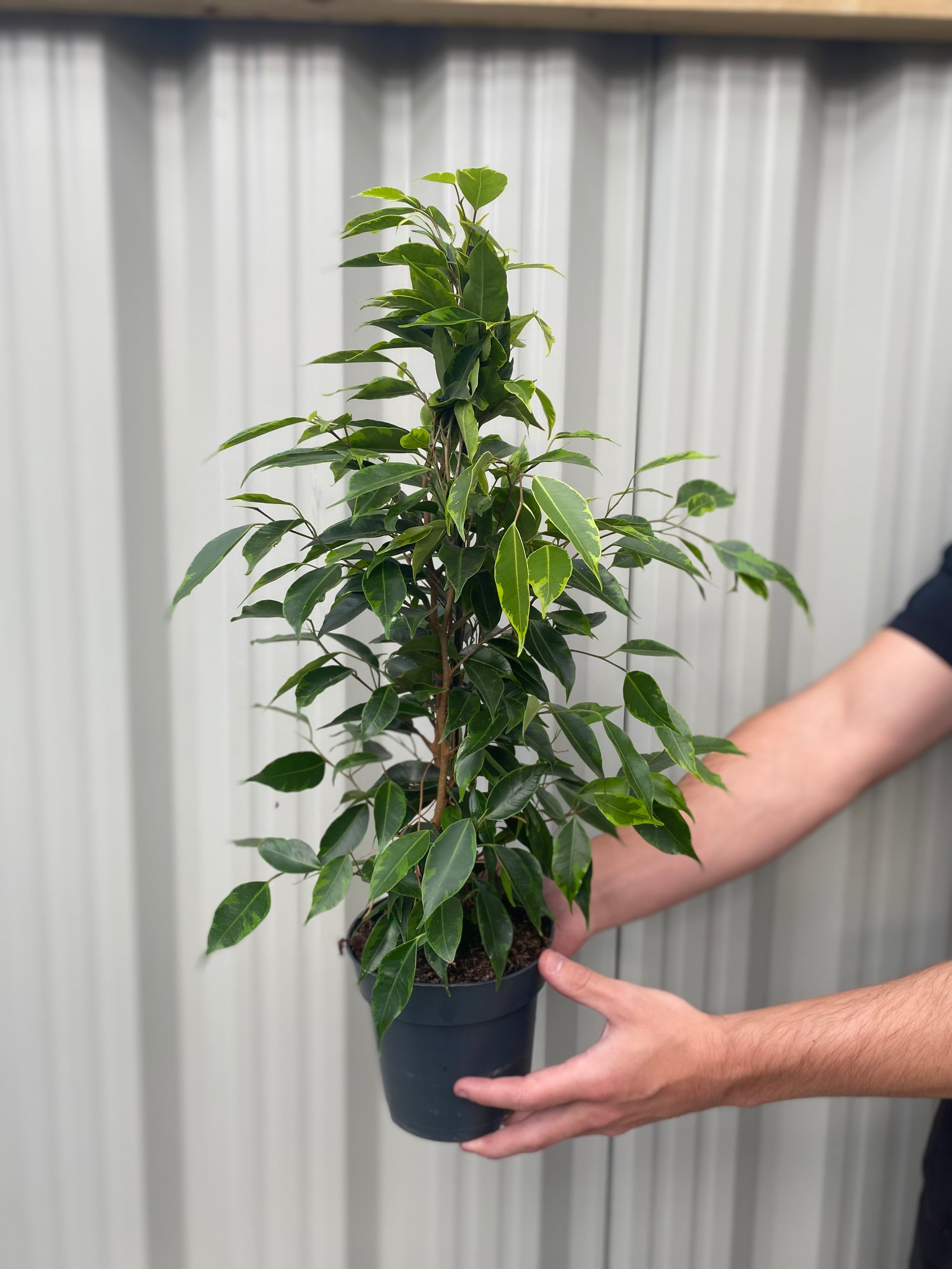 Ficus Benjamina (Weeping Fig) 50-60cm