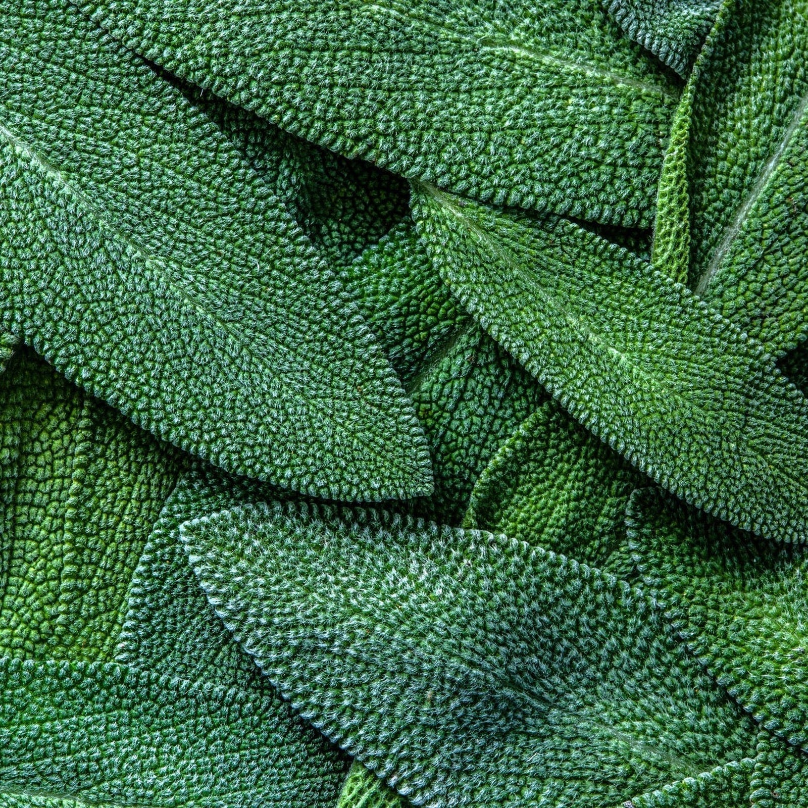 Close-up of overlapping foliage of the Sage Broad-Leaved Herb in a 16cm/1.5L pot, highlighting its textured, grey-green leaves and distinct vein patterns—classic features of culinary sage.