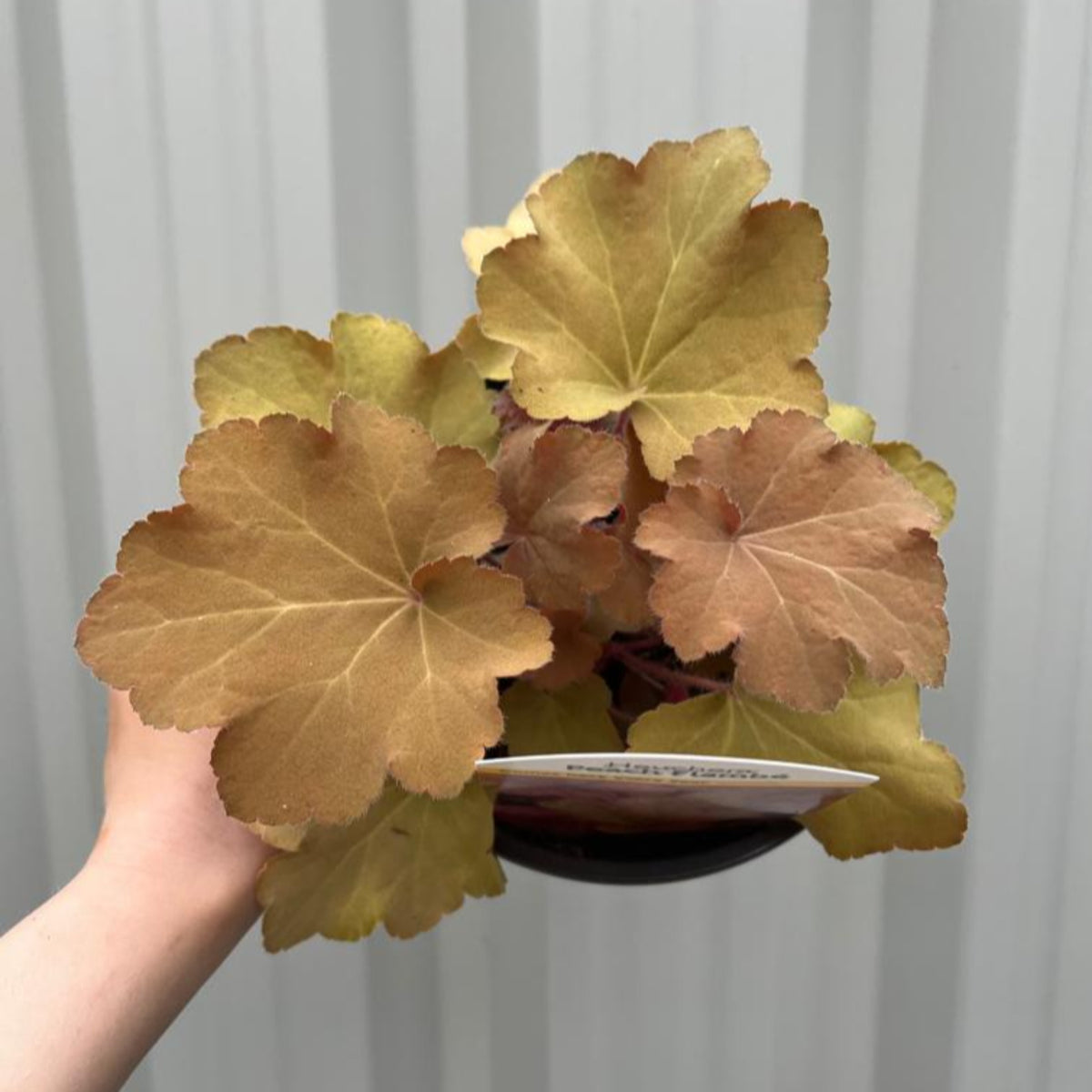 Heuchera &#39;Peach Flambe&#39; 2L