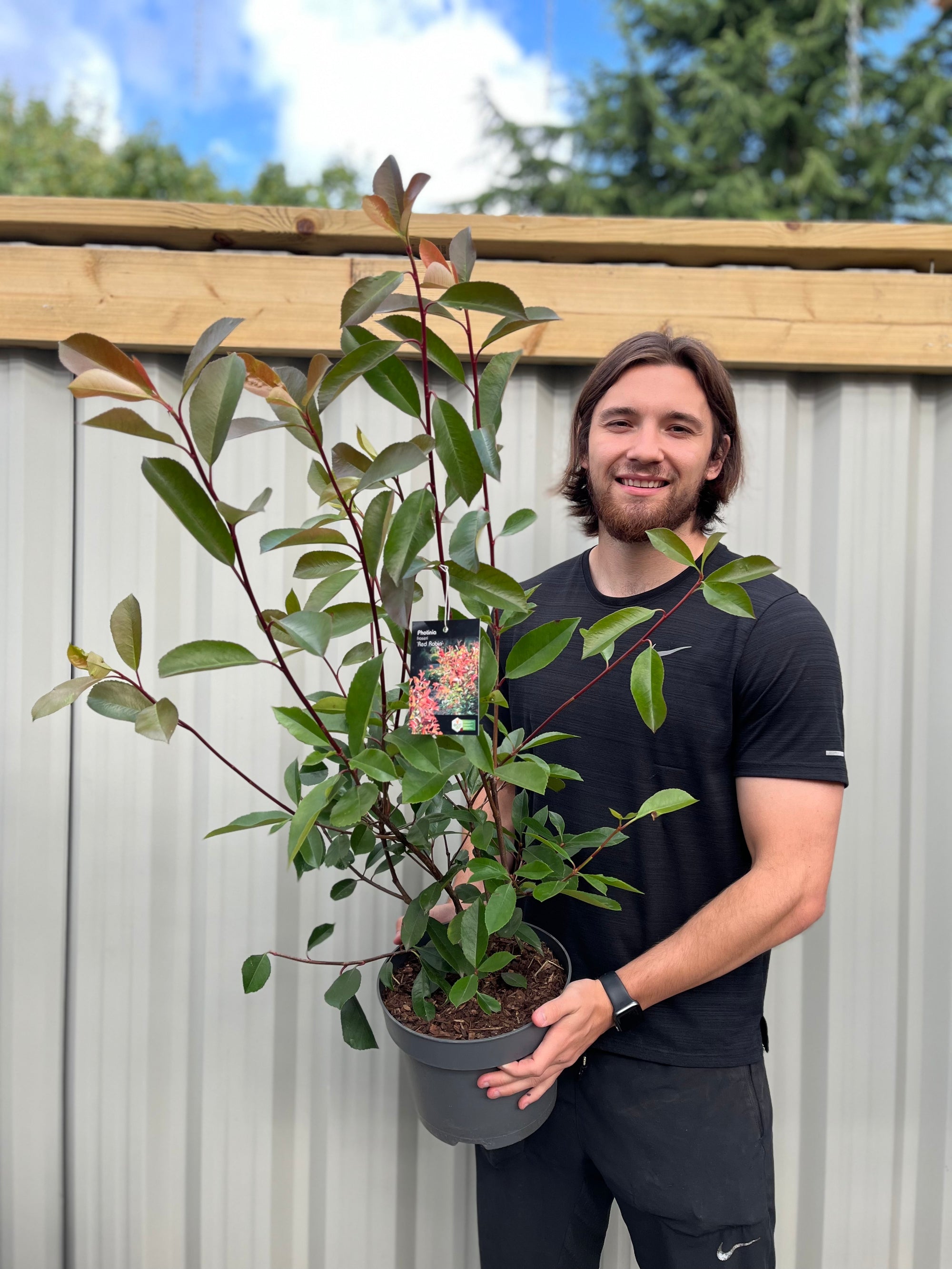 Photinia x fraseri 'Red Robin' 9cm-5L