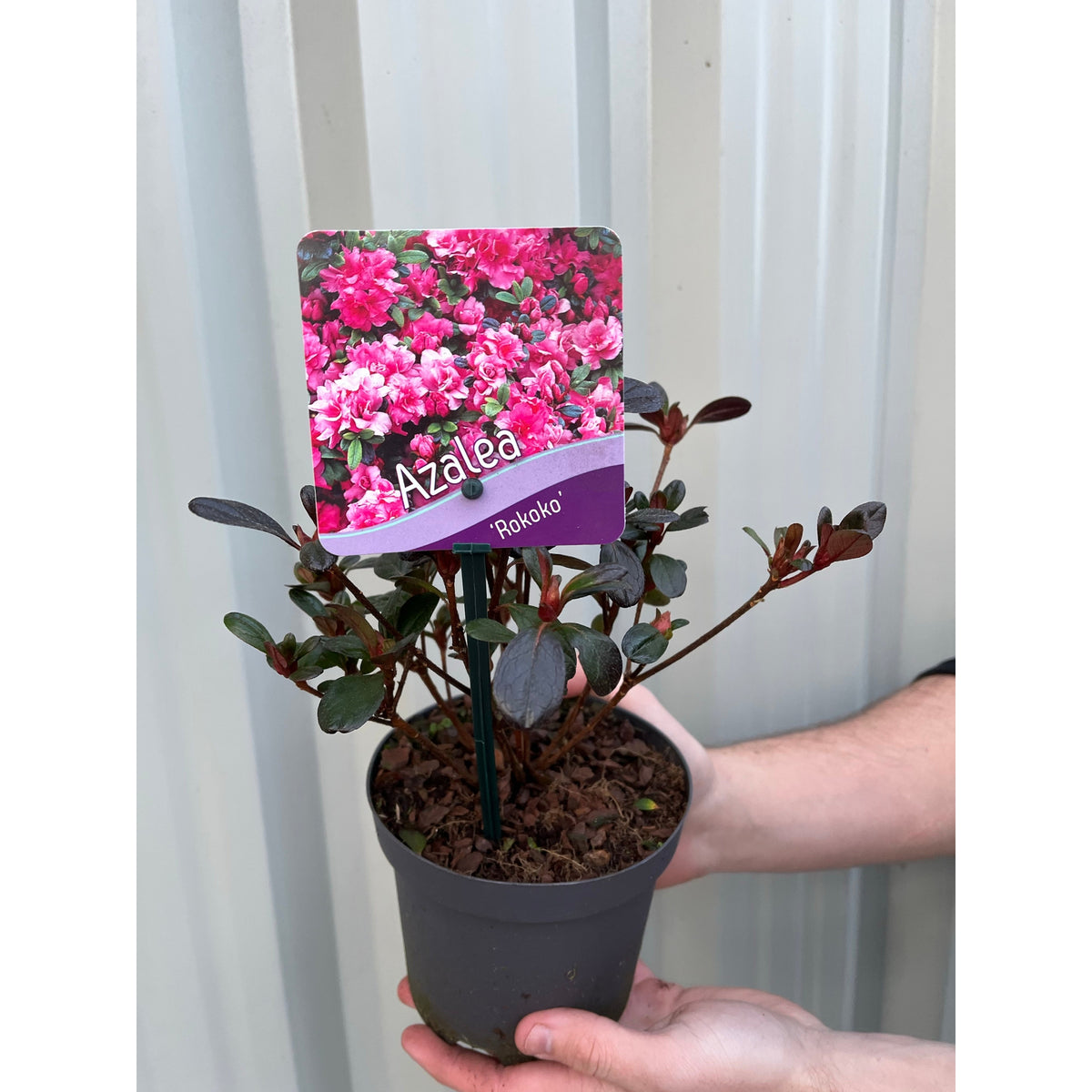 Azalea &#39;Rokoko&#39; 1L