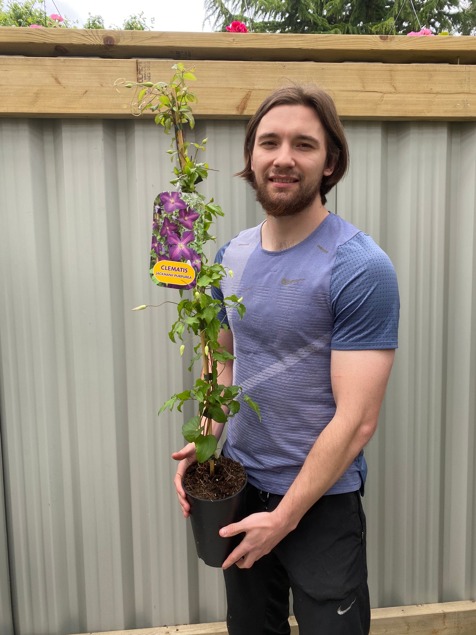 Clematis 'jackmanii purpurea' 60cm