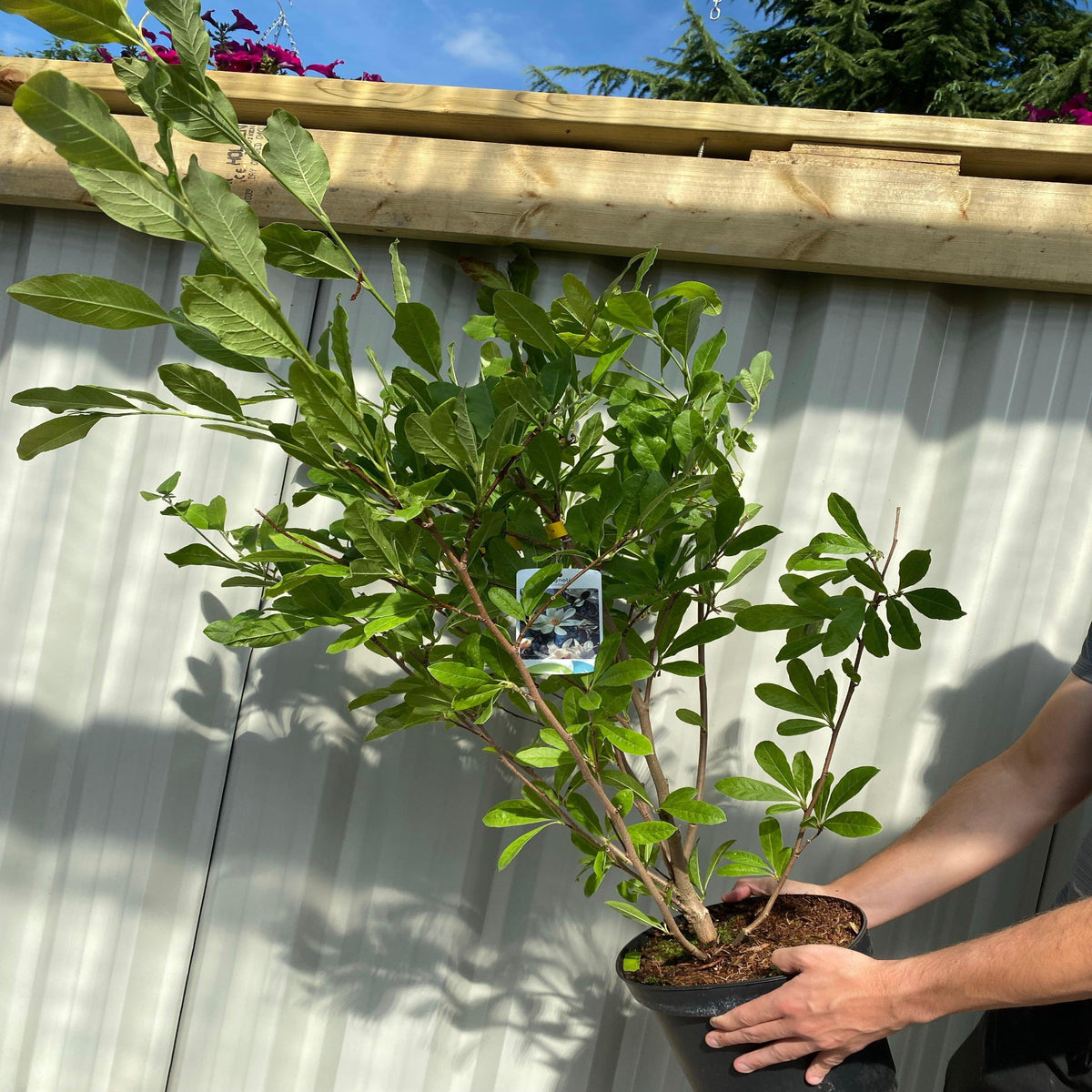 A person holds a Magnolia stellata | Star Magnolia 9cm - 5L, its leafy branches hinting at future star-shaped blooms, standing outdoors by a light fence and wooden railing on a sunny day.