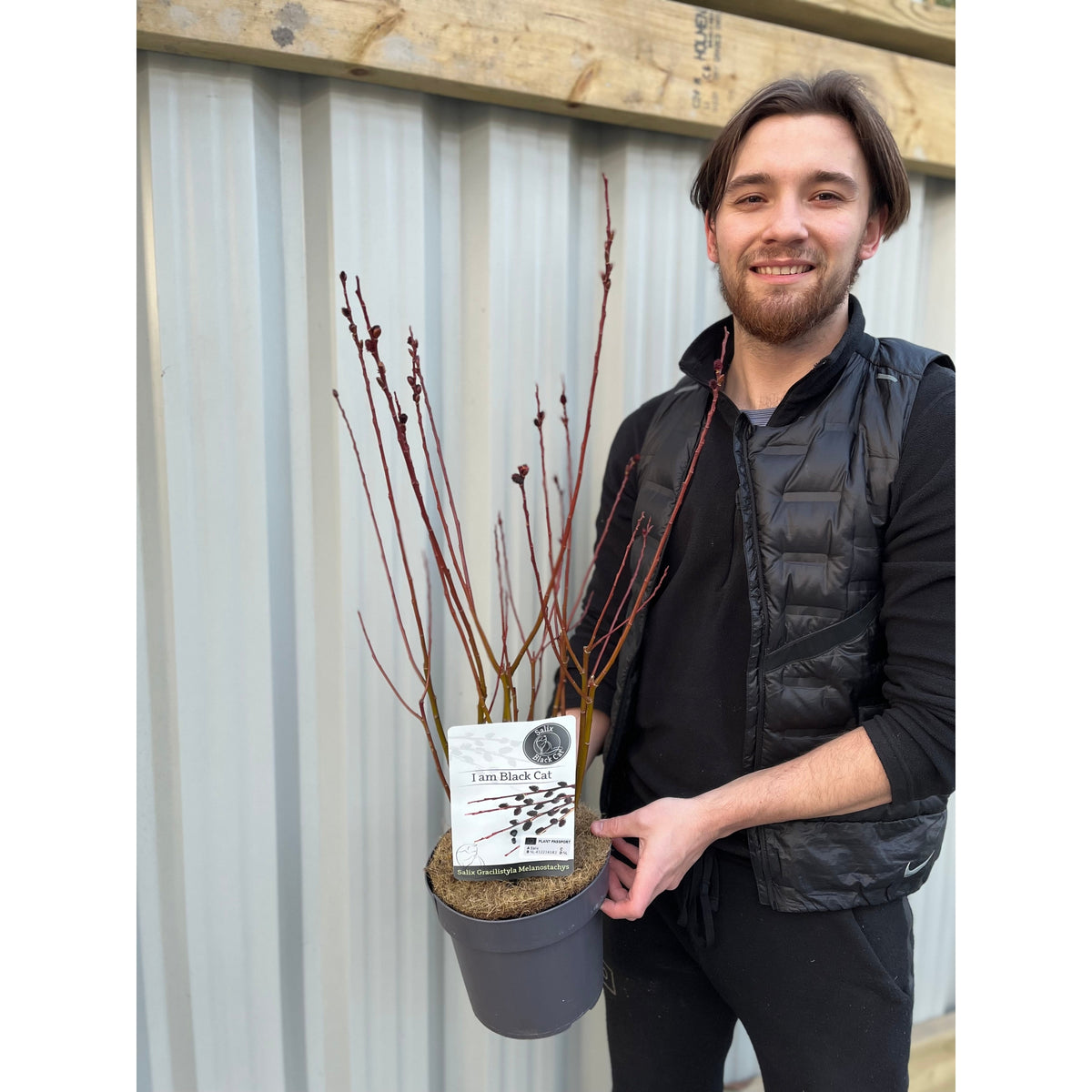 A smiling person in black poses before a corrugated metal wall, holding a Salix gracilistyla &#39;Mount Aso&#39; Pussy Willow (I am Black Cat) 3L with black catkins.