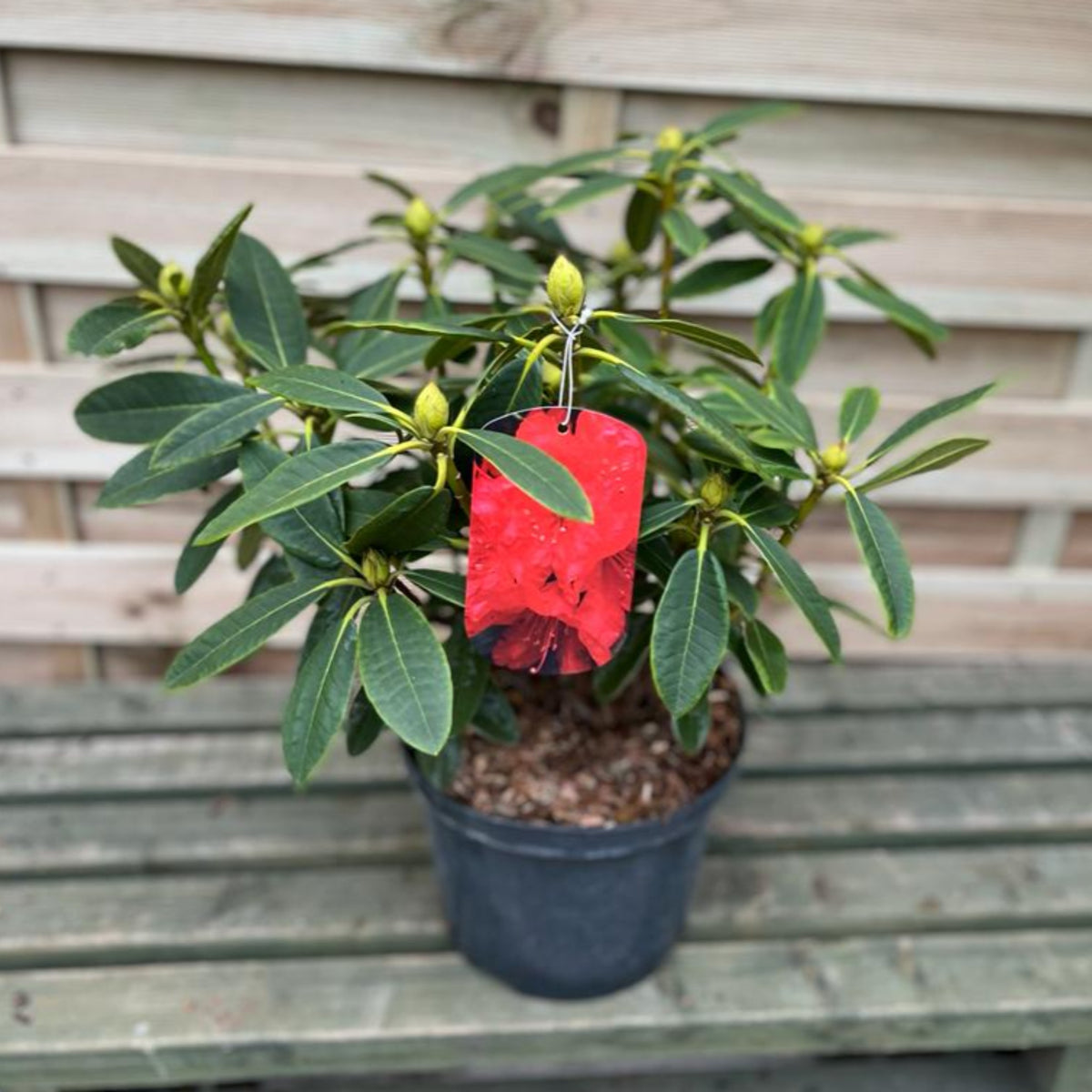 A Rhododendron hybride &#39;Camparina&#39; 5L, an evergreen shrub with glossy green leaves and closed buds, sits on a wooden bench. A red plant tag with its blooms hangs from a stem, framed by wood panels in the background.