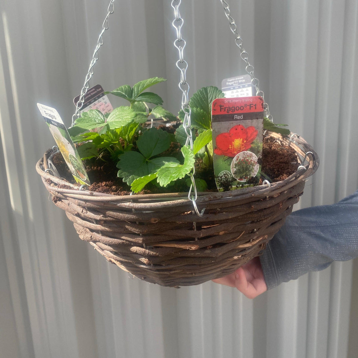 A hand holds a hanging wicker basket with young strawberry plants from the Plant Your Own - Strawberry Basket/Container kit. The basket features chain supports, variety plant tags, and a red flower, set against a white corrugated background.