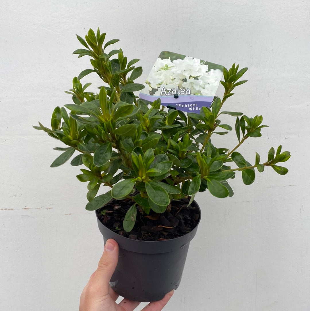 Azalea 'Pleasant White' 9cm / 1L / 3L