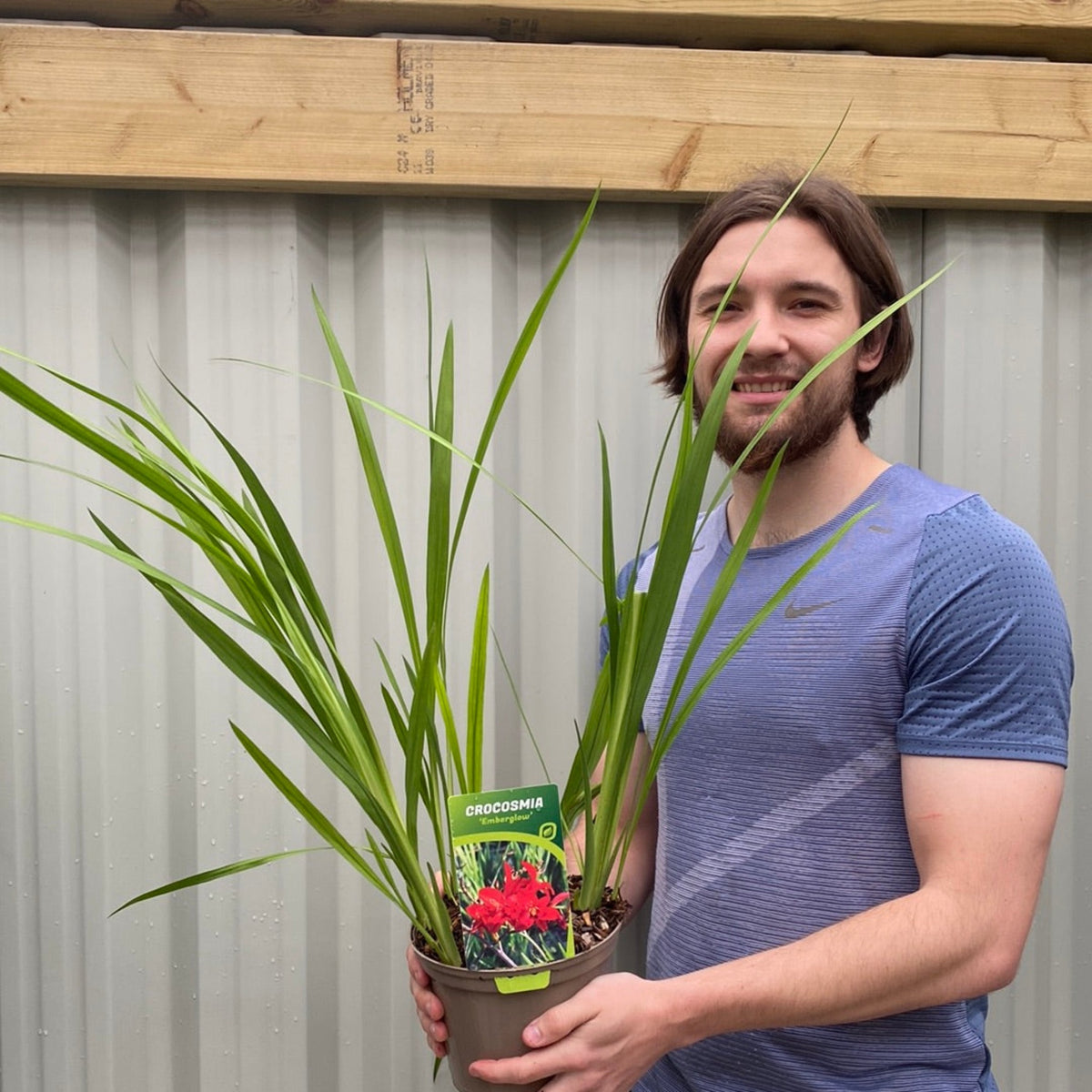 A brown-haired man with a beard, wearing a blue shirt, smiles while holding a Crocosmia x crocosmiiflora &#39;Emberglow&#39; 9cm/2L plant with long green leaves and fiery red flowers, standing by a corrugated metal wall and wooden beam.