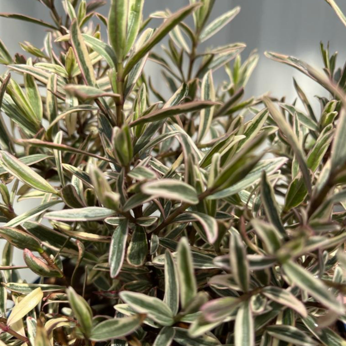 Close-up of dense, green and cream variegated leaves on Hebe &#39;Dazzler&#39; 2L. This evergreen shrub&#39;s narrow, pointed foliage with light edges creates a striking effect, making it a standout choice for any garden.