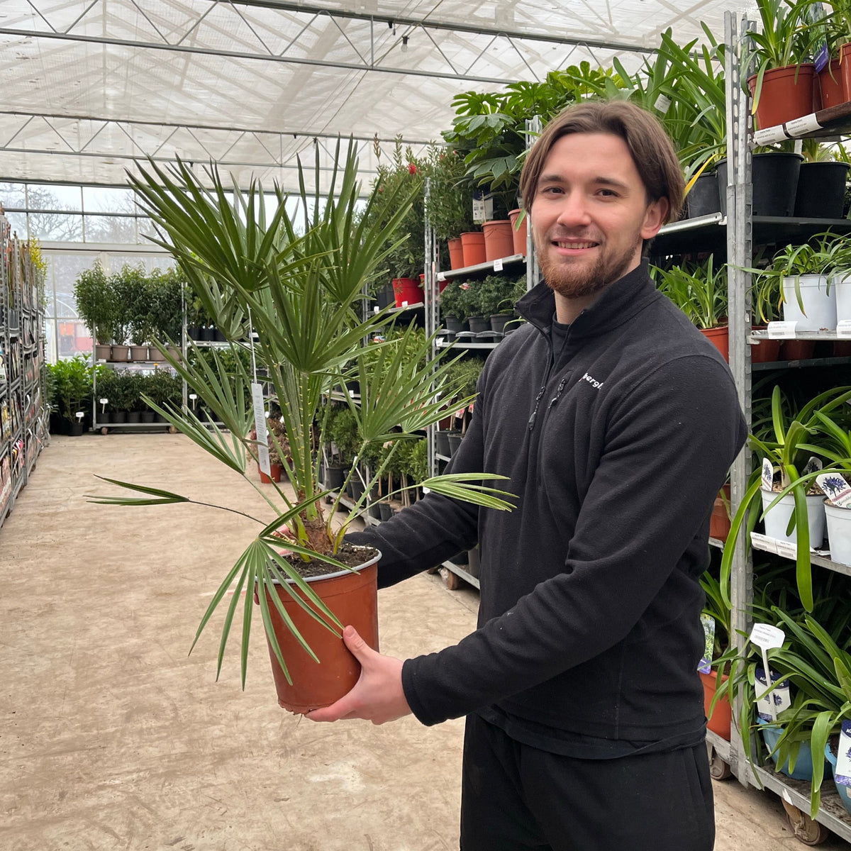 A smiling man in a black jacket holds a Chamaerops humilis - Hardy Fan Palm (2 Sizes Available) in a greenhouse with green plants on shelves, evoking the lush feel of a Mediterranean garden.
