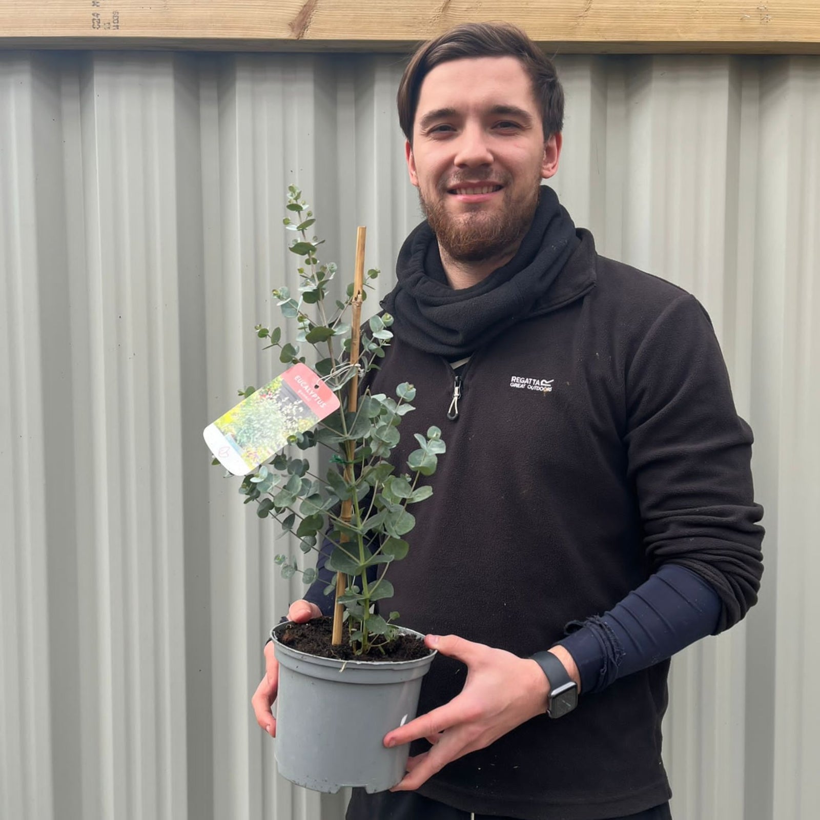 A person in a black jacket and scarf smiles while holding a Eucalyptus gunni on cane 50-60cm, an evergreen shrub with silver-blue leaves, in front of a corrugated metal wall.