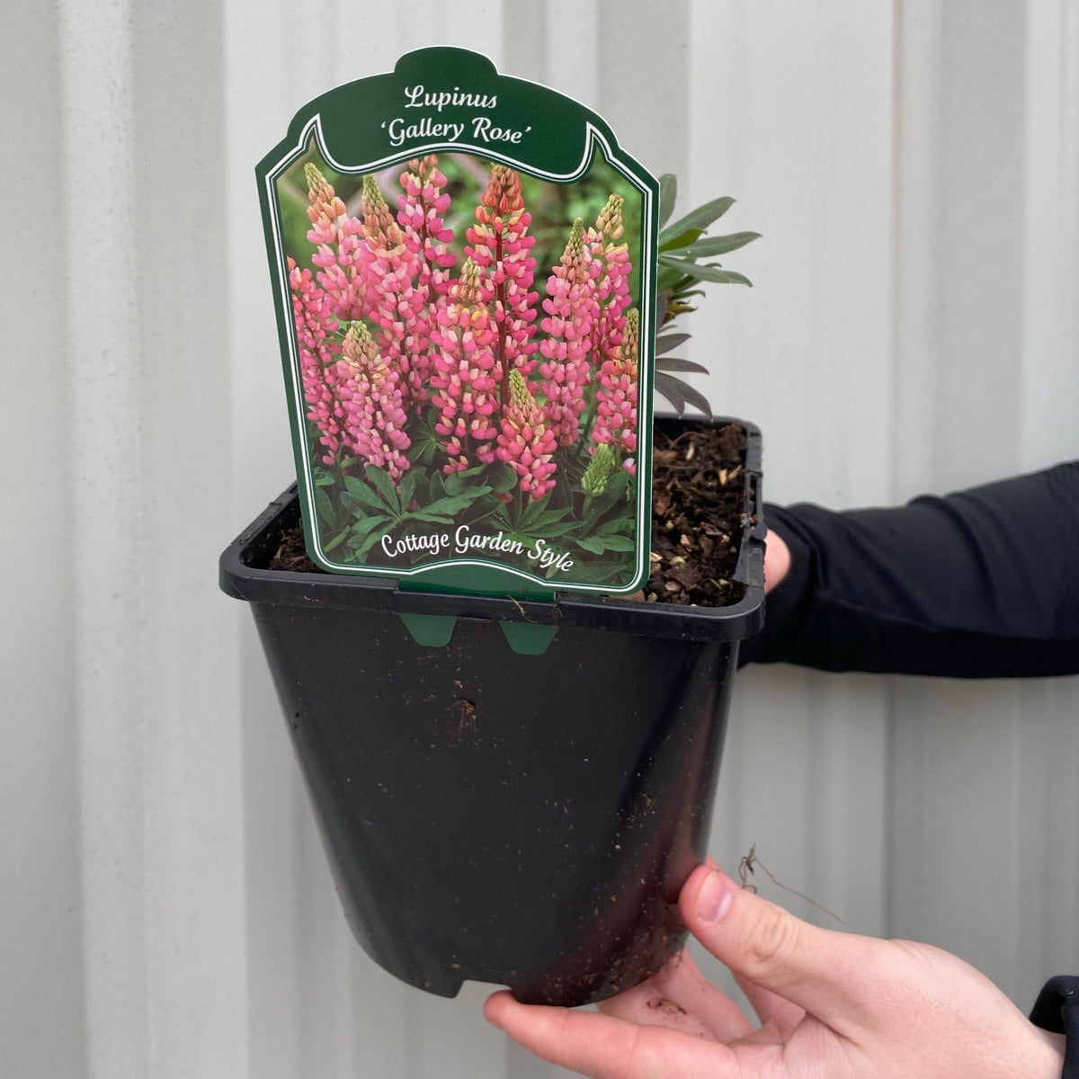 A hand holds a black grower pot with a Lupin plant. The label shows pink perennial flowers and reads &quot;SPECIAL OFFER: Lupin - Gallery Mix of 5, Cottage Garden Style.&quot; The background features a light-colored wall.