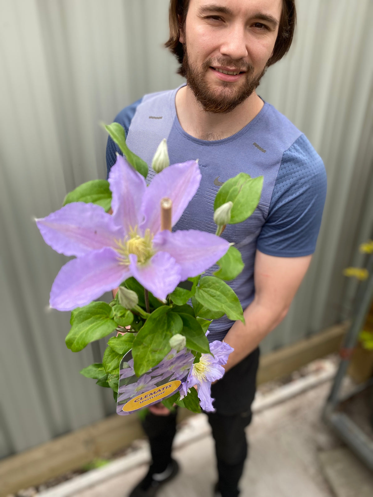 A man with brown hair and a beard, in a blue shirt, holds a potted Clematis &#39;Spotlight&#39; 90-95cm with large purple flowers. The background is a corrugated metal fence and concrete ground.