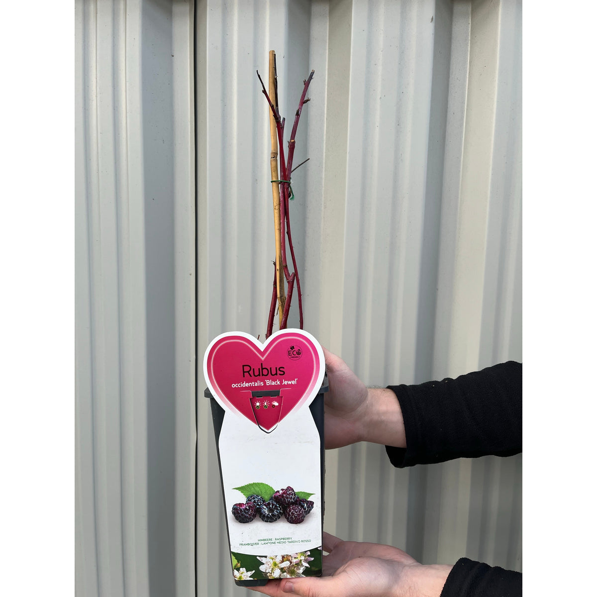 A person holds a Raspberry &#39;Black Jewel&#39; 1L, a hardy shrub fruit plant with slender, leafless stems supported by bamboo sticks. The pot label shows images of black raspberries and white flowers.