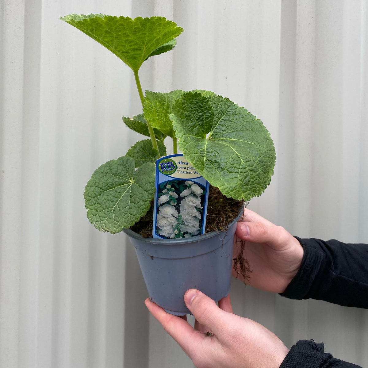 A person holds a small gray pot with large green leaves and a label for Alcea rosea Chater&#39;s White Hollyhock 9cm, a perennial known for its striking white blooms. The background is a light corrugated metal surface.