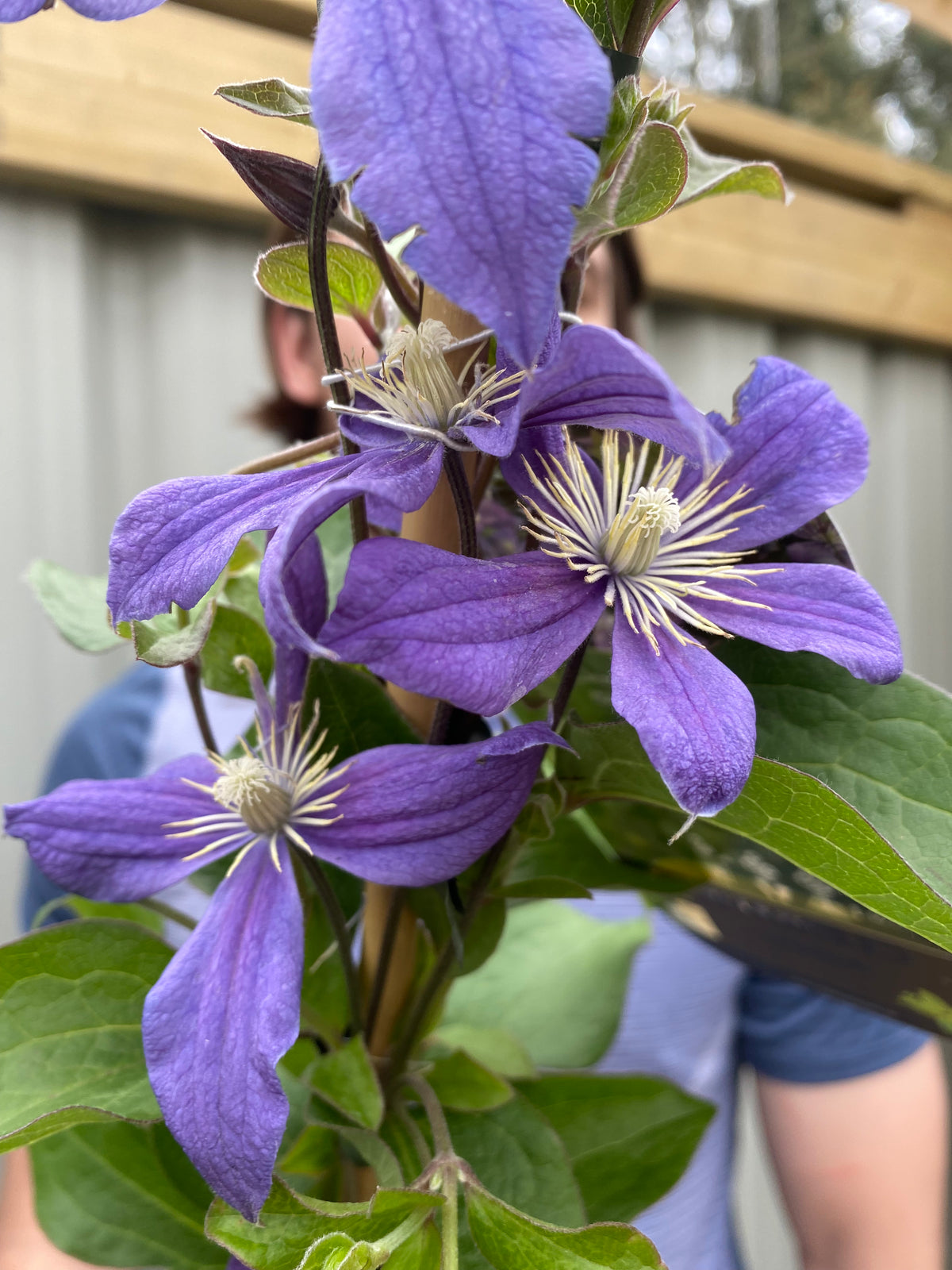 Close-up of Clematis &#39;Arabella&#39; with vibrant purple blooms, pale yellow centers, and lush green leaves; in the blurred background, a person in a blue shirt stands before a gray fence.