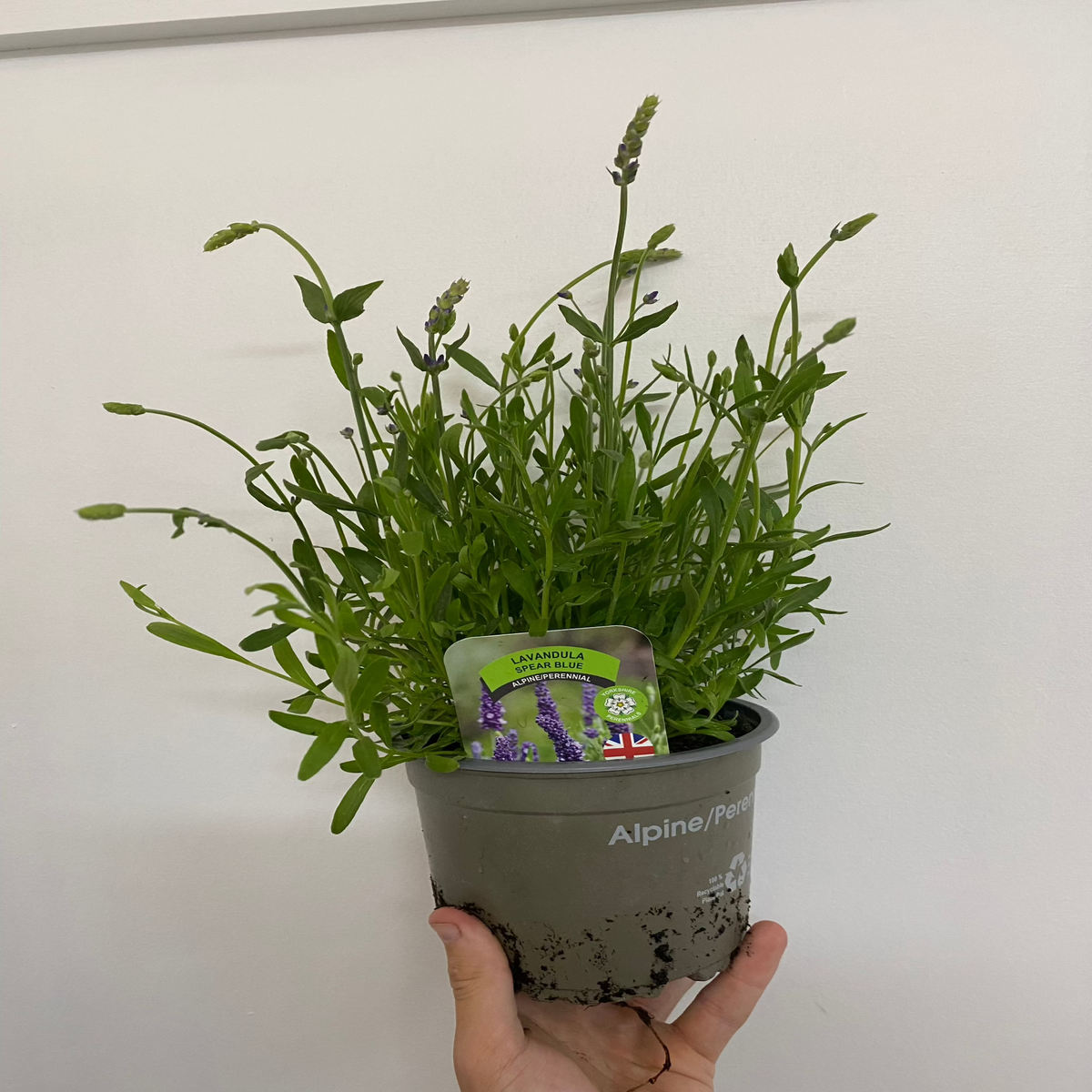 Lavender Angustifolia &#39;Spear Blue&#39; 9cm