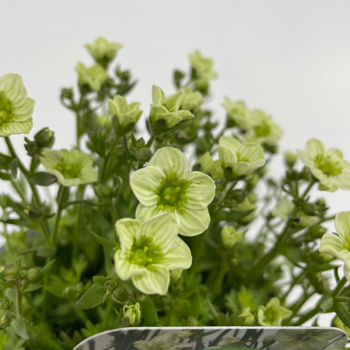 A close-up of Saxifraga x Arendsii &#39;Early Lime&#39; 1.5L features small, pale yellow-green flowers with delicate petals and green centers amid green foliage, set against a plain, light background. This charming plant is an evergreen perennial.
