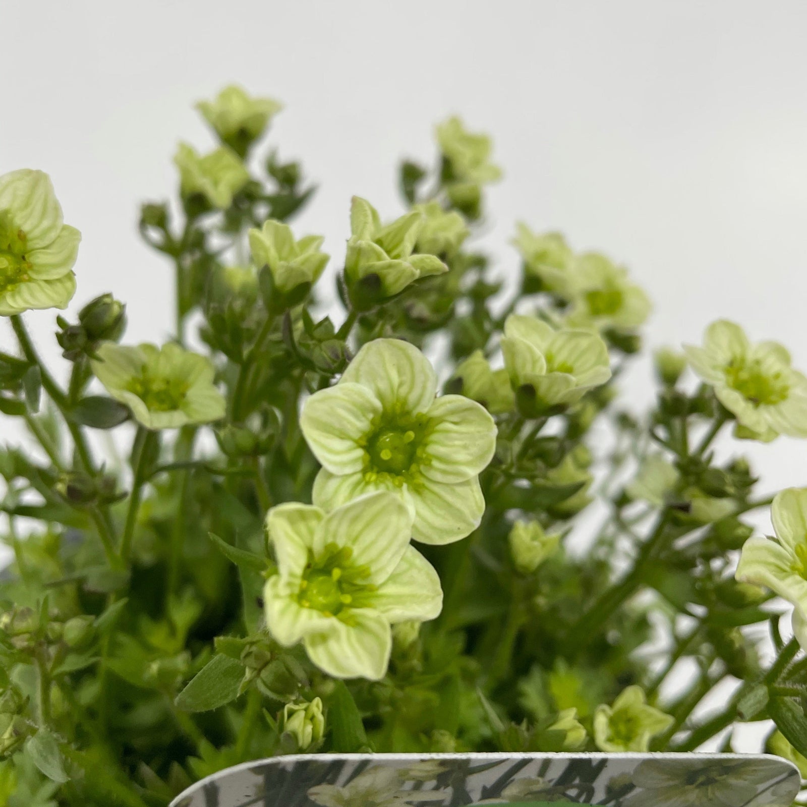 A close-up of Saxifraga x Arendsii 'Early Lime' 1.5L features small, pale yellow-green flowers with delicate petals and green centers amid green foliage, set against a plain, light background. This charming plant is an evergreen perennial.