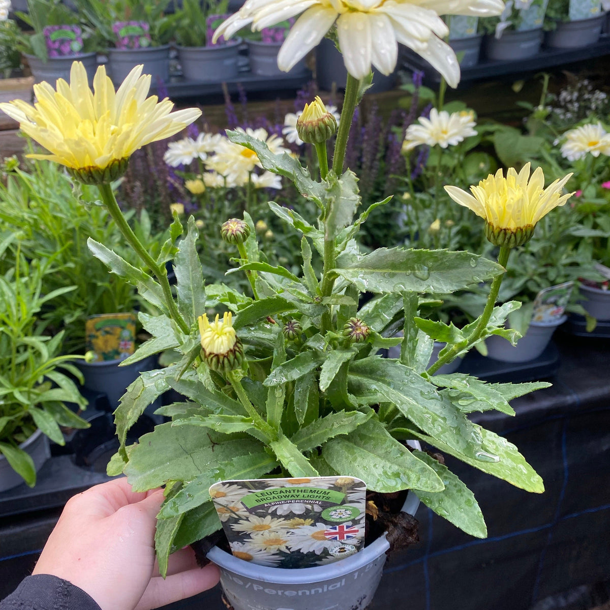 A hand holds a Leucanthemum &#39;Broadway Lights&#39; 1.5L, a perennial with light yellow daisy-like blooms and green leaves; several buds are visible and other potted plants are arranged on shelves in the background.