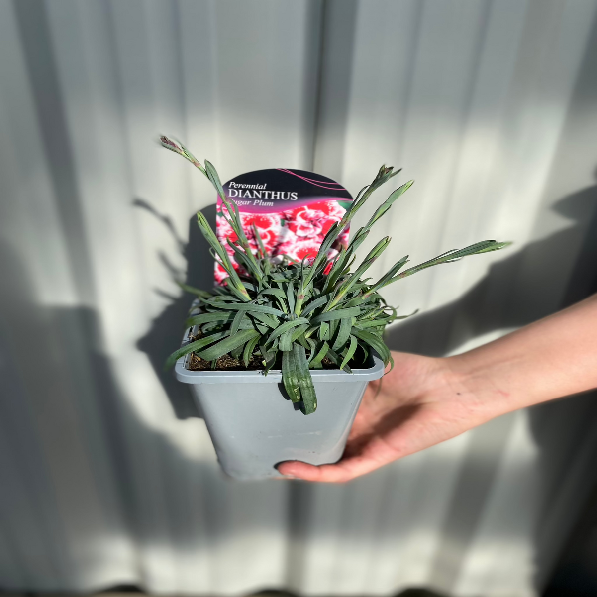 A hand holds a 1L gray pot labeled &quot;Perennial Dianthus&quot; with a Dianthus Sugar Plum plant featuring pink blooms, against a white corrugated background.