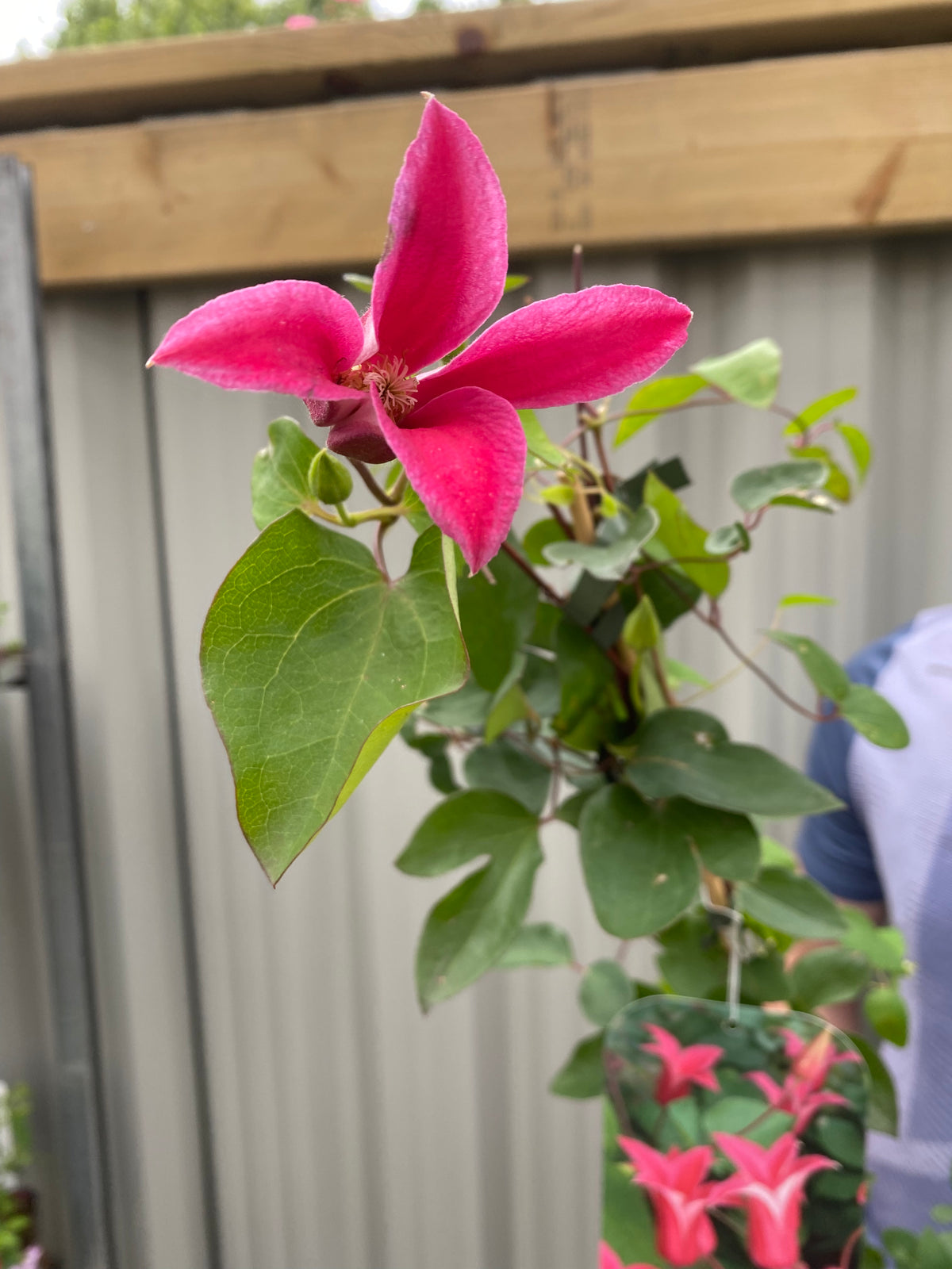 Clematis &#39;Princess Diana&#39; 70cm