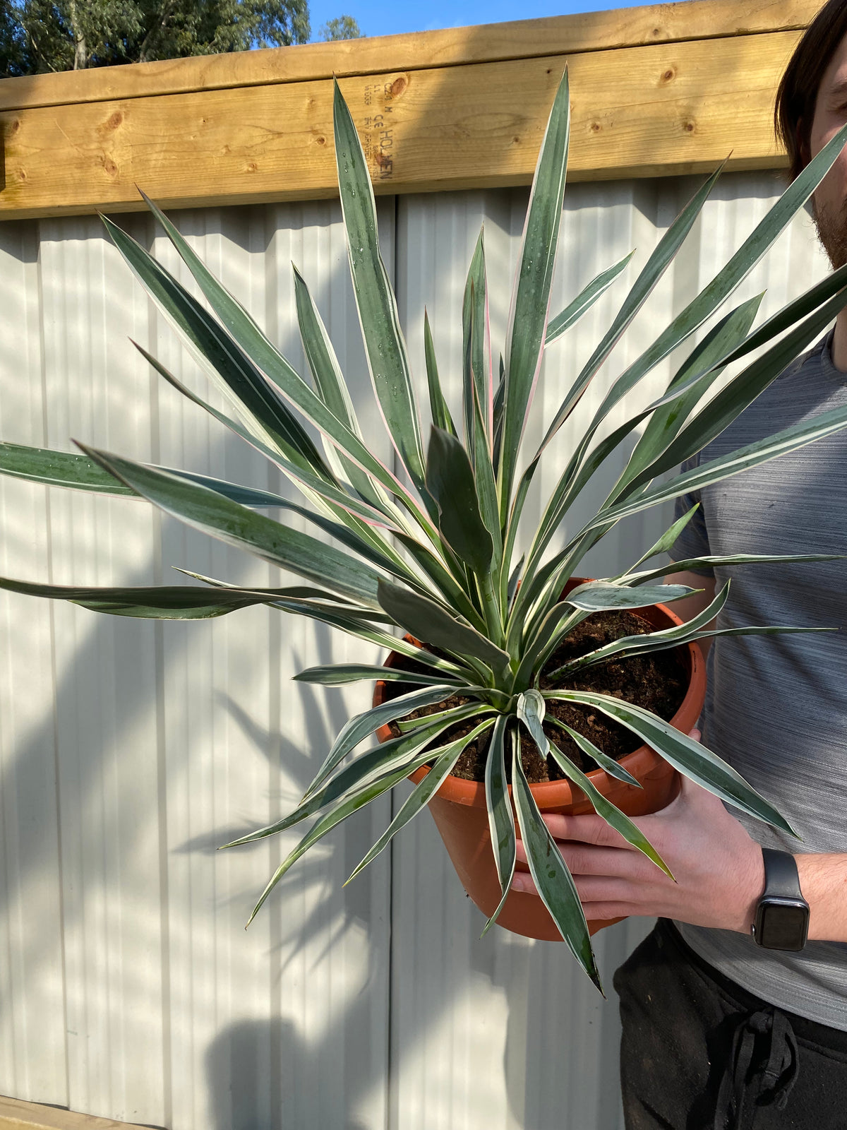 Yucca Variegata 7.5L