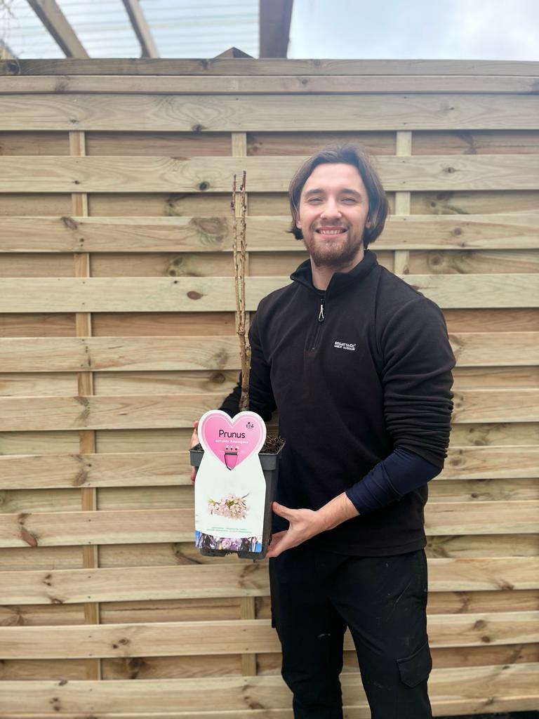 Ornamental Flowering Cherry Blossom Tree Dwarf - Prunus serrulata &#39;Amanogawa&#39;&#39; 70-80cm