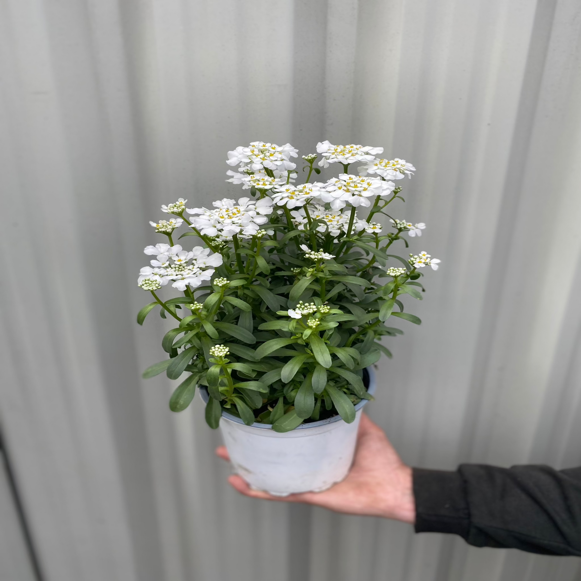 Iberis sempervirens 'Candytuft' (Evergreen Candytuft) 1.5L