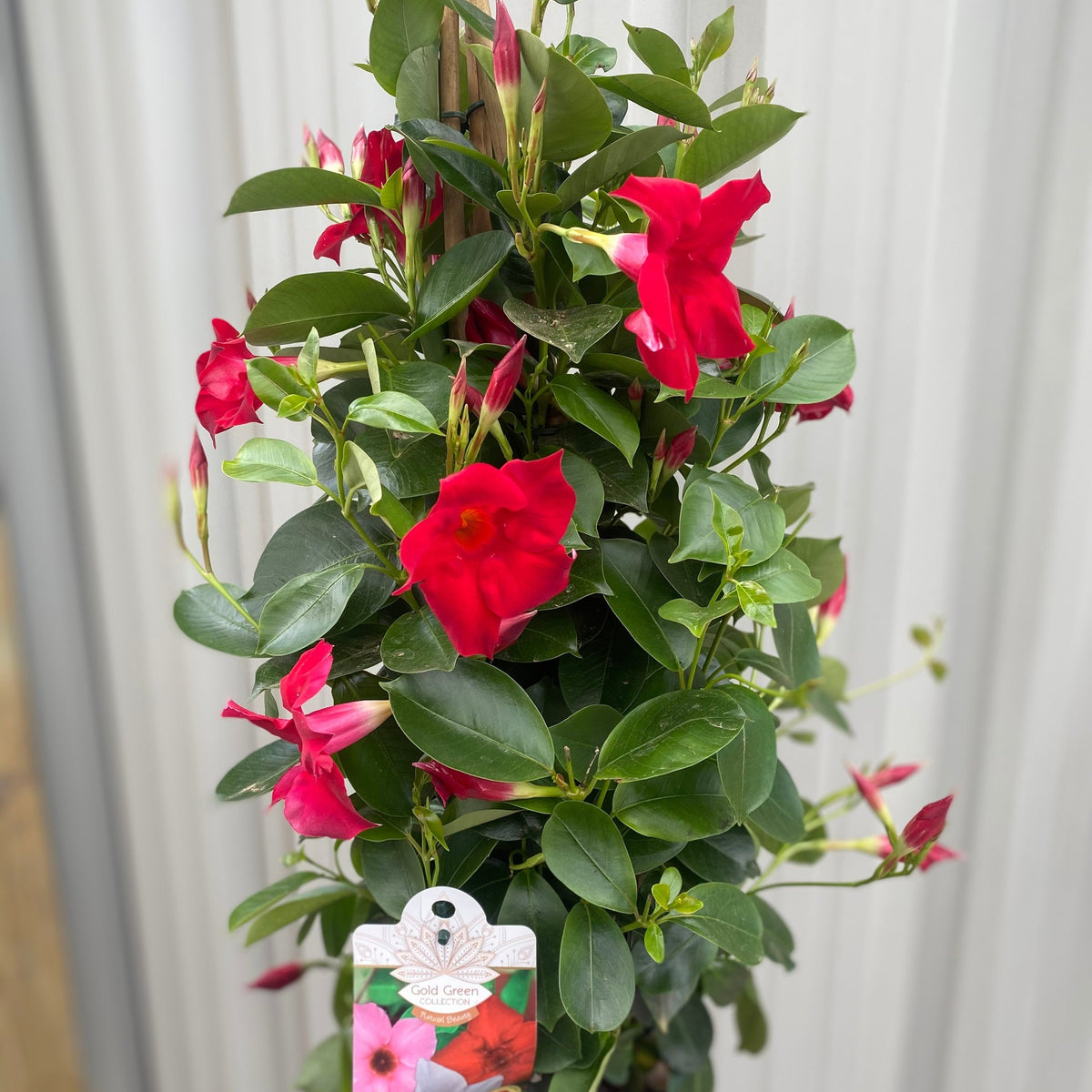 Mandevilla sanderi - Red - Pyramid