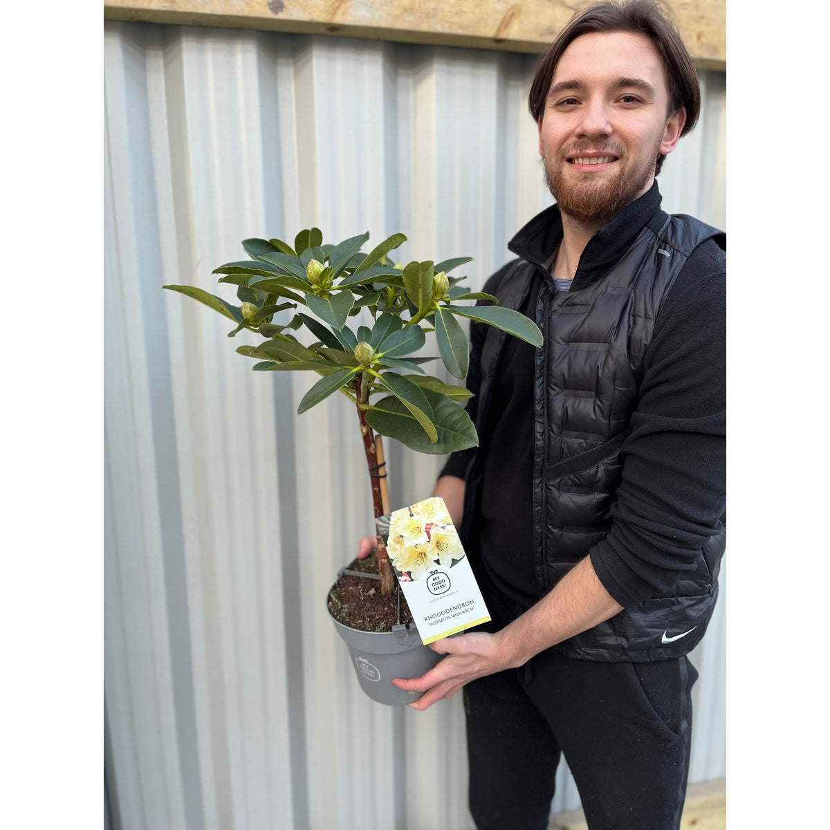 Standard Rhododendron &#39;Horizon Monarch&#39; (Yellow) 80cm