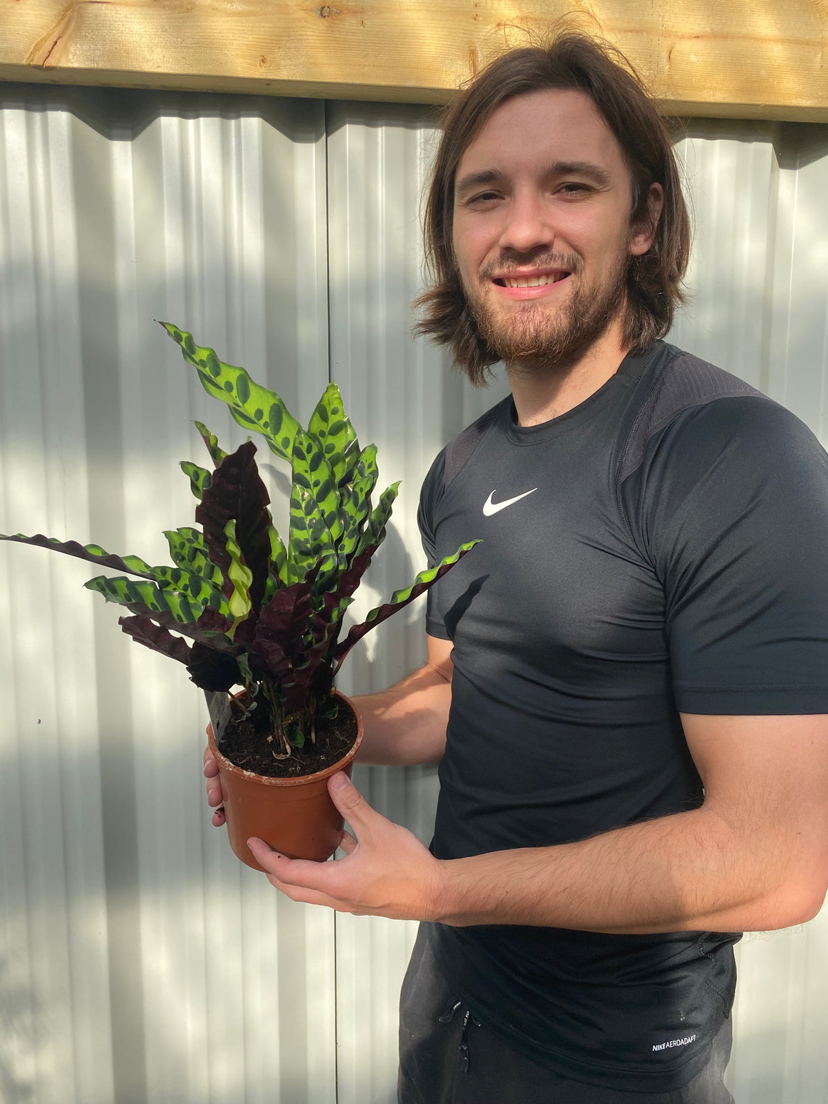 A smiling person with long hair, in a black Nike t-shirt, holds a 50cm Calathea lancifolia potted plant with green and dark purple leaves, standing outdoors by a corrugated metal wall.