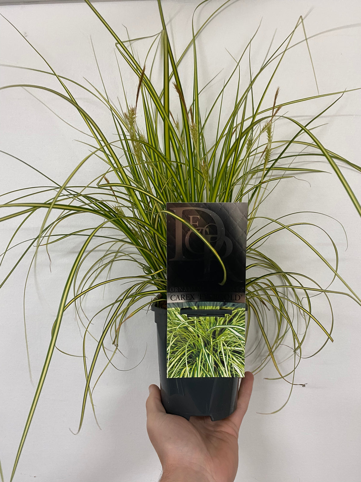 A hand holds a Carex oshimensis &#39;Evergold&#39; Grass, available in 8cm, 1L, 2L, and 3L pots—an ideal low-maintenance plant.
