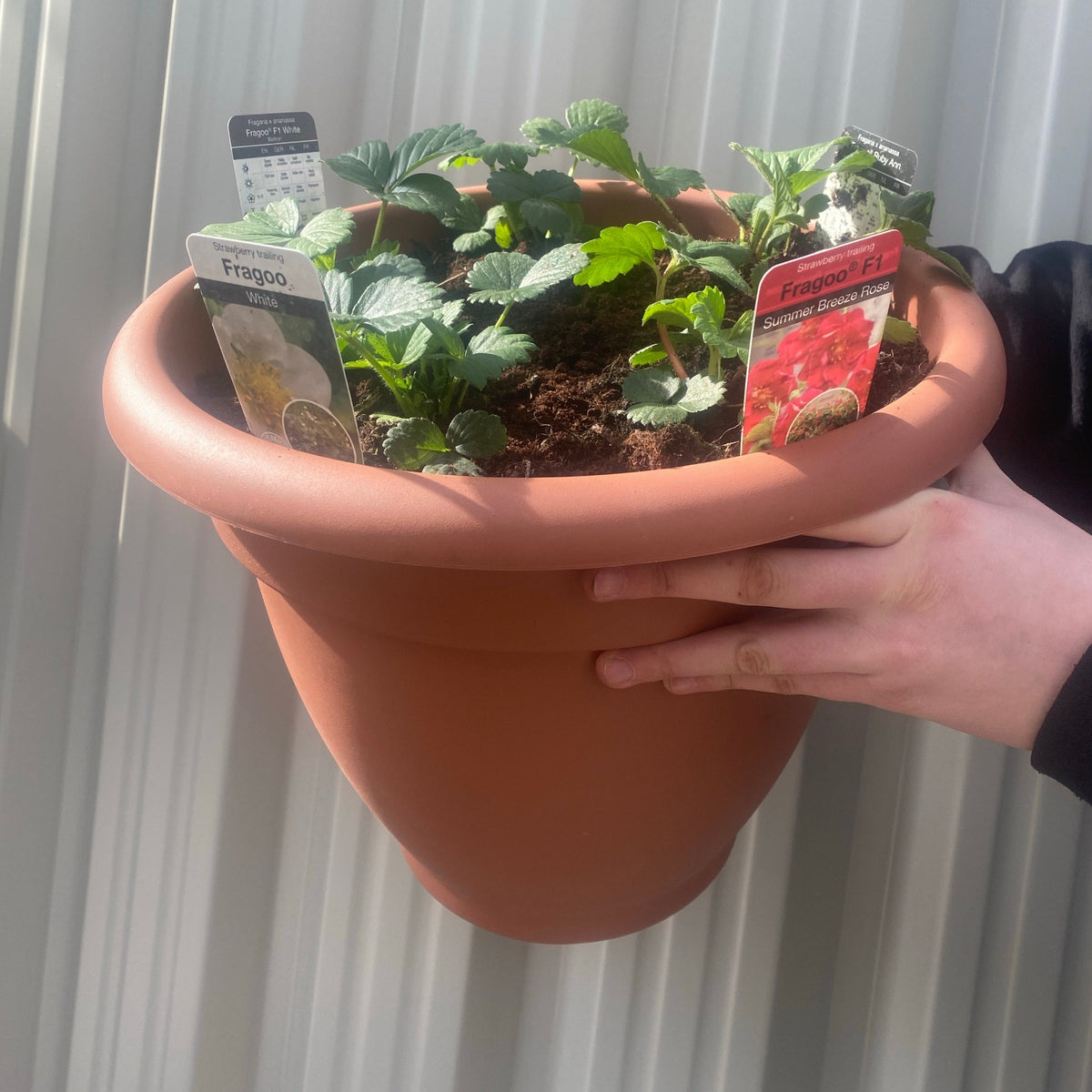 A person holds a large Plant Your Own - Strawberry Basket/Container filled with labeled strawberry plants. Vertical white panels in the background highlight the beauty of these thriving strawberry plants.