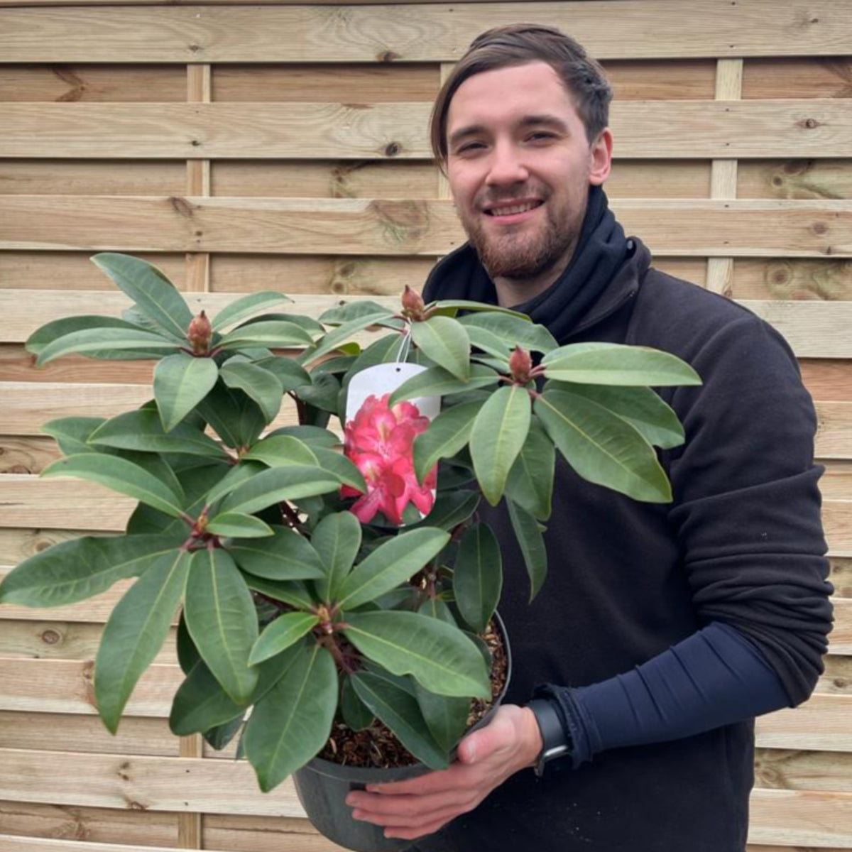 A man with brown hair and a beard, wearing a black hoodie, smiles while holding a Rhododendron hybride &#39;Junifeuer&#39; 5L with large green leaves and a pink flower, standing in front of a wooden fence.