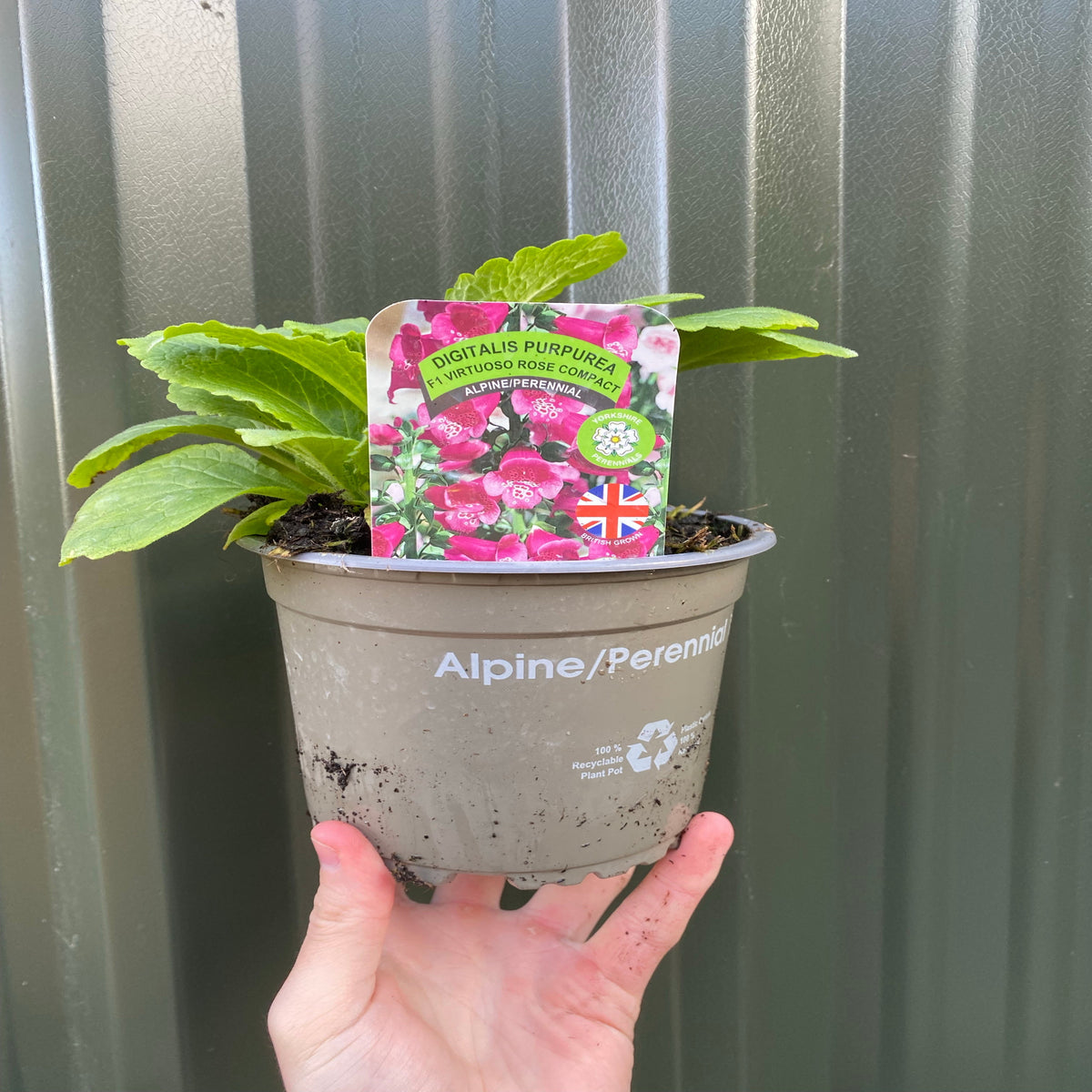 Hollyhock (Alcea) &#39;Spring Celebrities Rose&#39; - Pink 1.5L