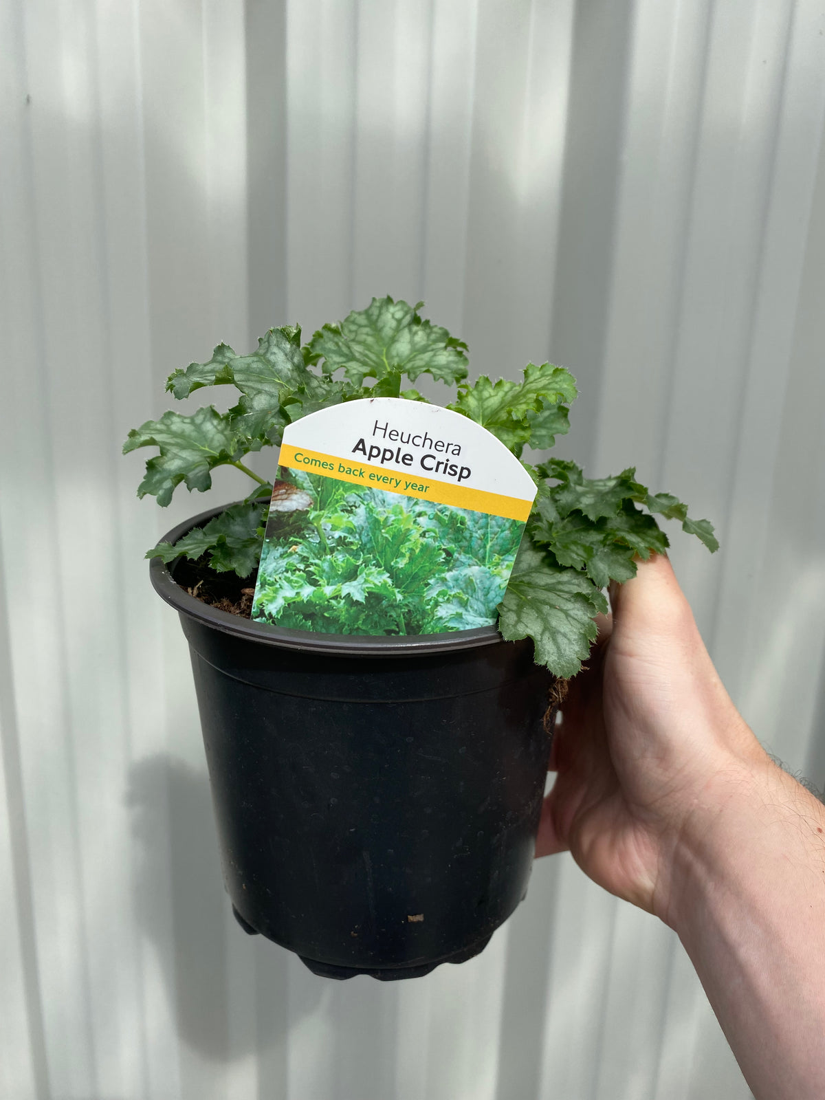 A hand holds a black plastic pot with Heuchera &#39;Apple Crisp&#39; 2L, featuring lush foliage and labeled &quot;Heuchera &#39;Apple Crisp&#39;, Comes back every year,&quot; against a light corrugated background—ideal for vibrant garden displays.