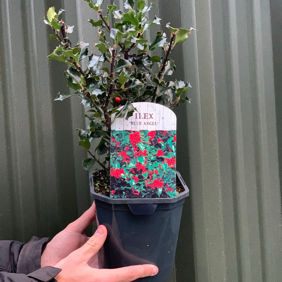 Someone holds a potted Ilex &#39;Blue Angel&#39; Holly 2L, its label showing an image of the evergreen shrub with red berries and spiky green leaves. A corrugated metal wall serves as the background.