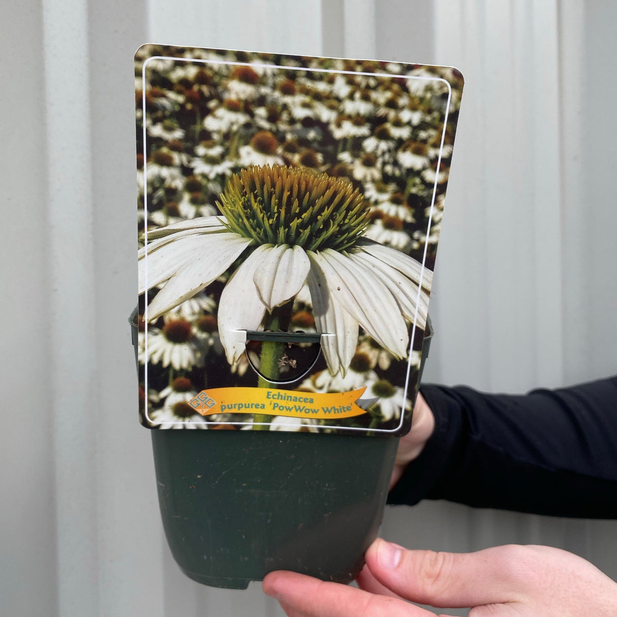 Echinacea purpurea &#39;PowWow&#39; White 1.5L