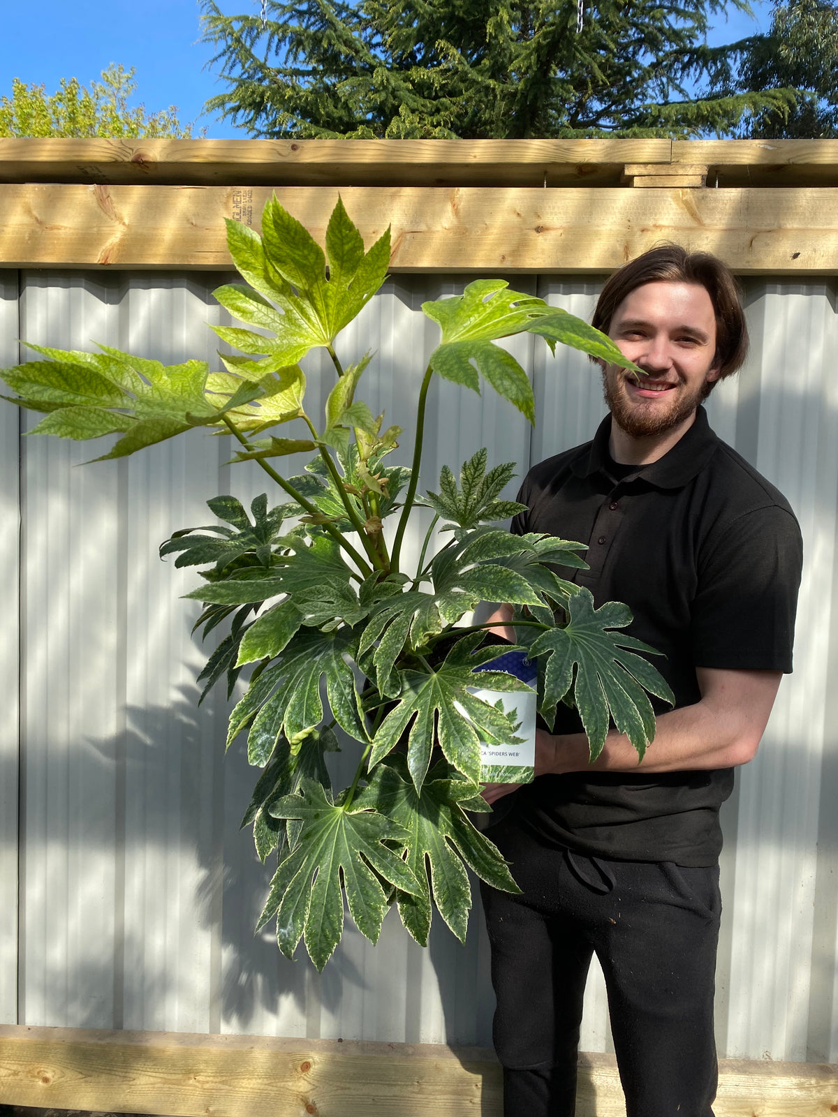 A smiling man in a black shirt stands outdoors by a wooden fence on a sunny day, holding a large Fatsia japonica &#39;Spider&#39;s Web&#39; (9cm-7.5L) with broad, green, deeply lobed leaves known for its shade tolerance.