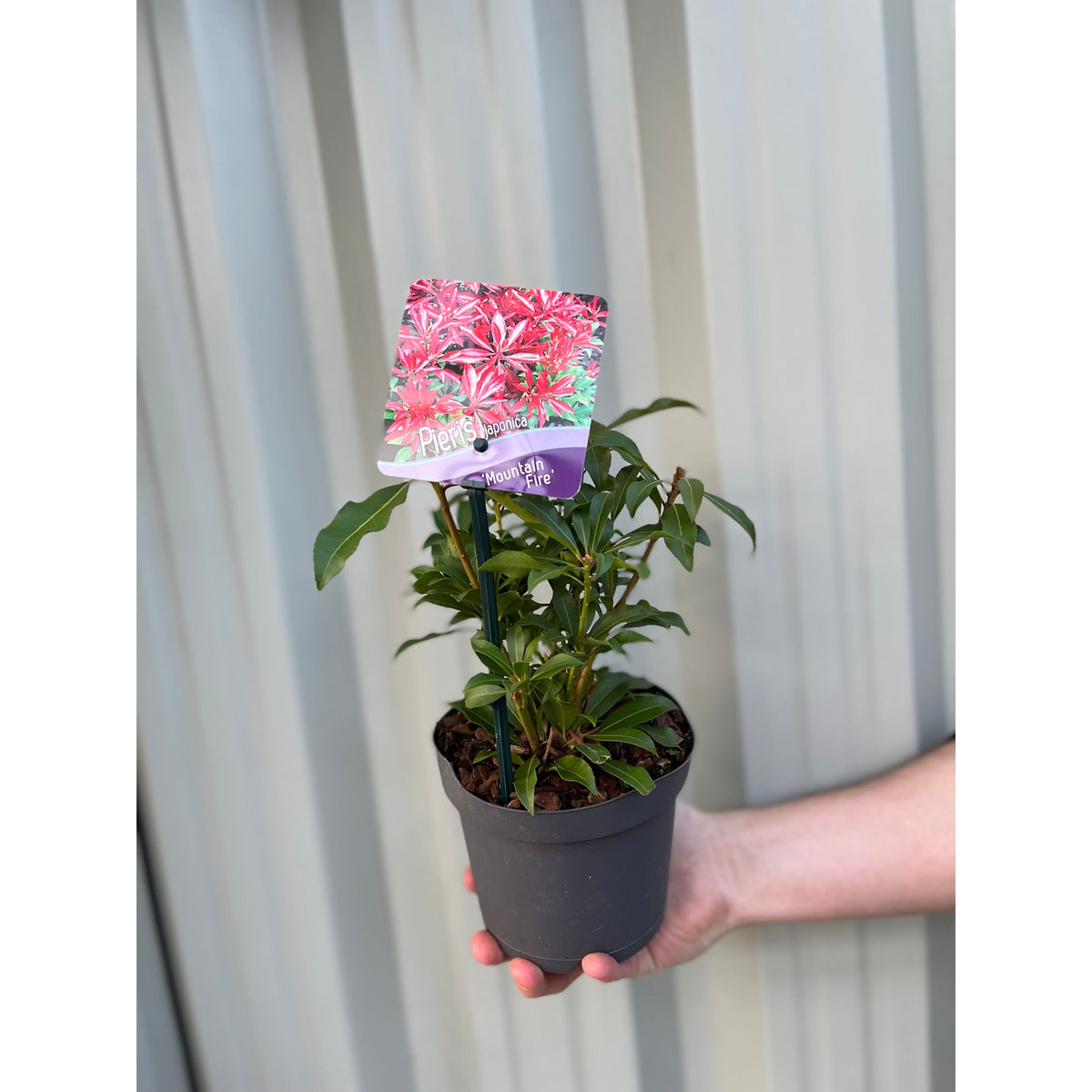 A hand holds a Pieris japonica ‘Mountain Fire’ (9cm/1L/2L) in a pot with green leaves and a label featuring vibrant red-pink foliage, set against a corrugated metal wall.