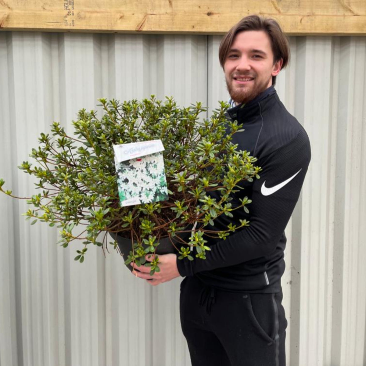 Azalea &#39;Palestina&#39; 10L