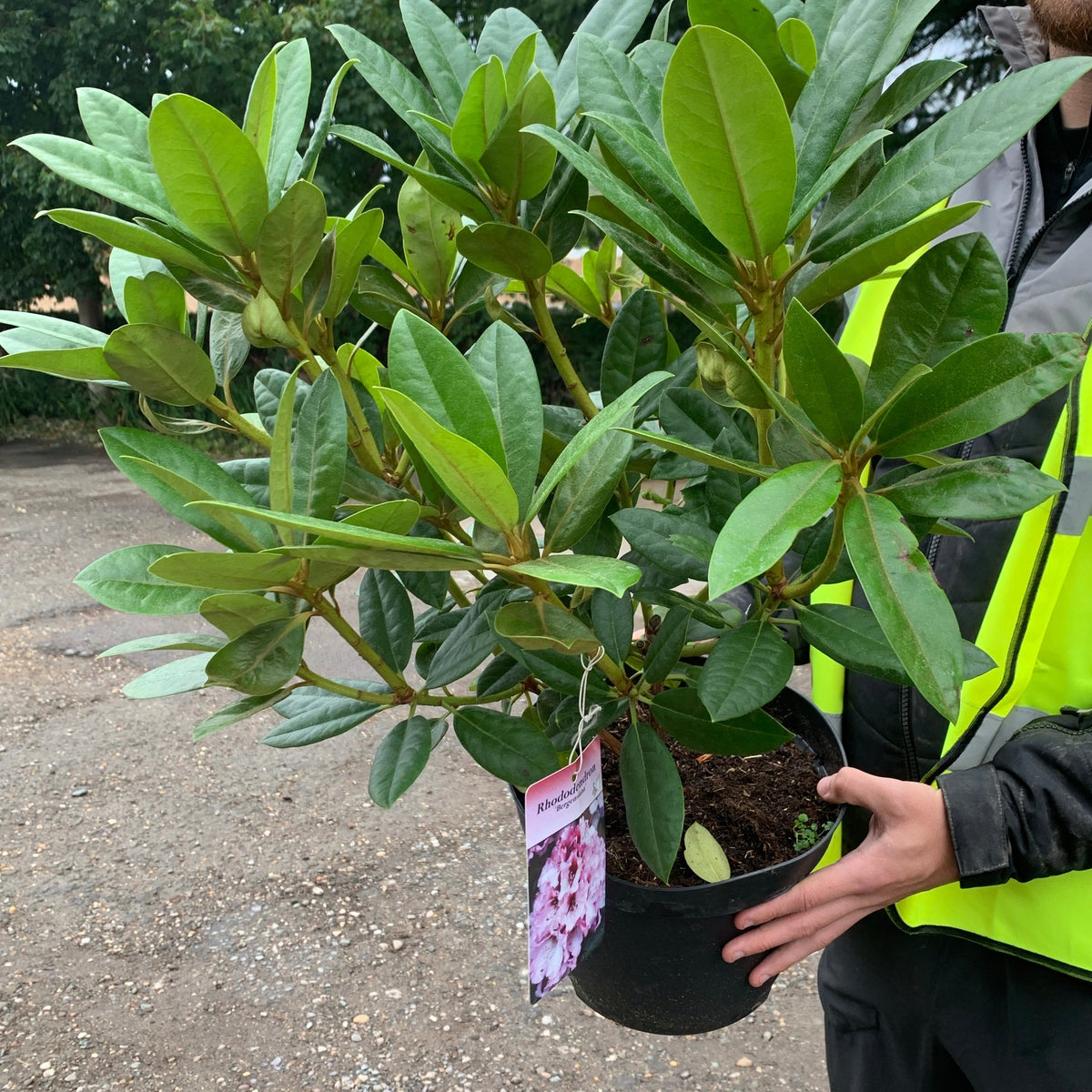 A person in a yellow safety vest holds a Rhododendron &#39;Bergensiana&#39; 5L, a potted evergreen shrub with green leaves and a tag displaying light pink blooms. The background features outdoor gravel and greenery.