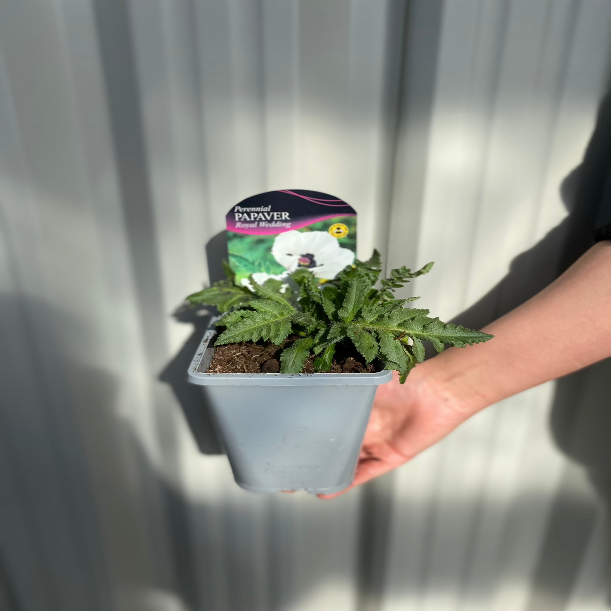 A hand holds a Poppy - Royal Wedding 1L in a gray pot. Behind the perennial is a label reading &quot;Papaver Royal Wedding&quot; with white flower art, set against a light corrugated background.