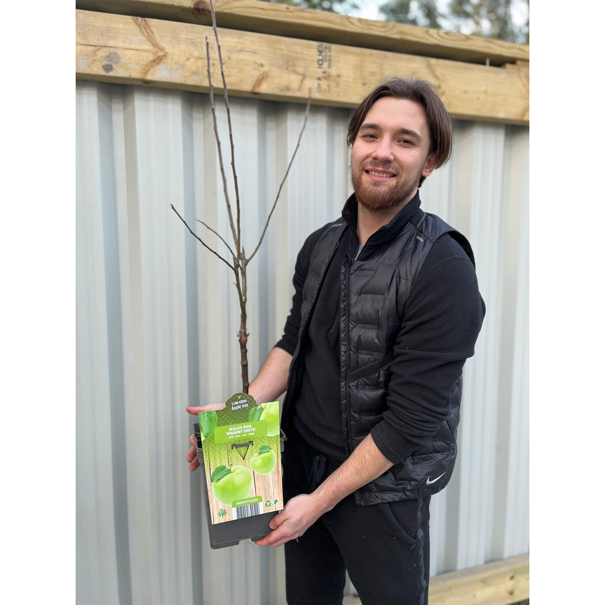 Dwarf Patio Apple Tree &#39;Granny Smith&#39; 1m