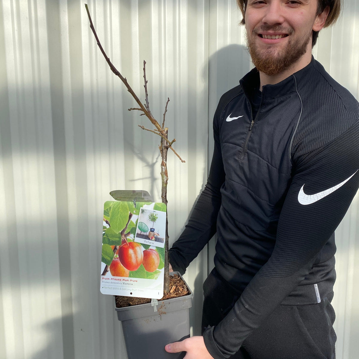 A smiling person in a black Nike tracksuit holds a &#39;Victoria&#39; Plum Tree 2L / 4L with a tag displaying ripe plums, standing in front of a corrugated metal wall.