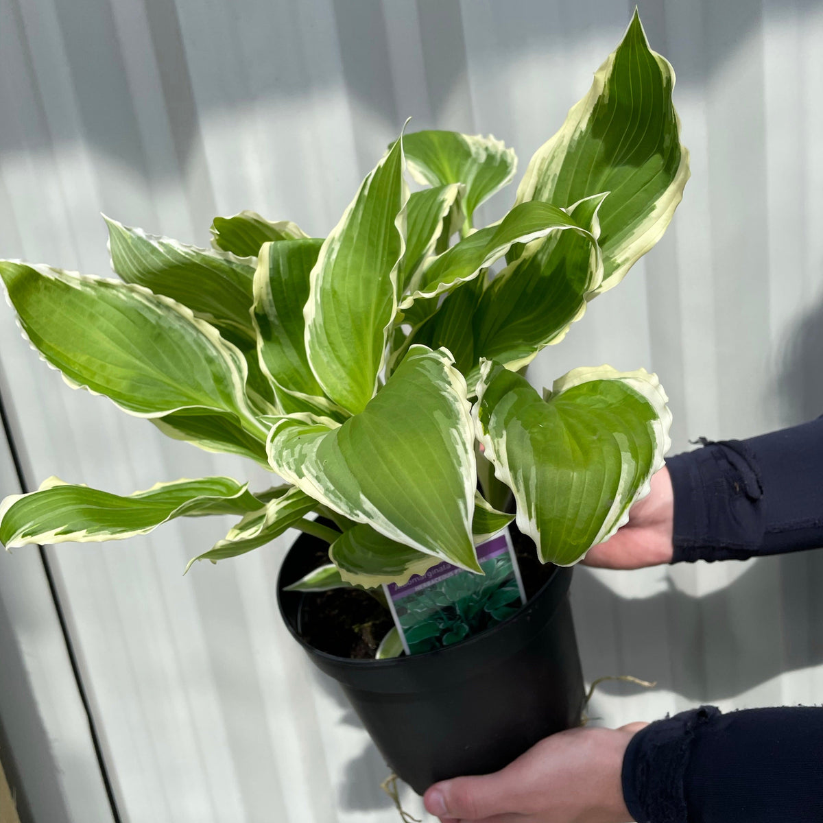 Someone holds a Hosta &#39;Albomarginata&#39; 2L (30-50cm), a popular ground cover with green leaves edged in white, against a light background.